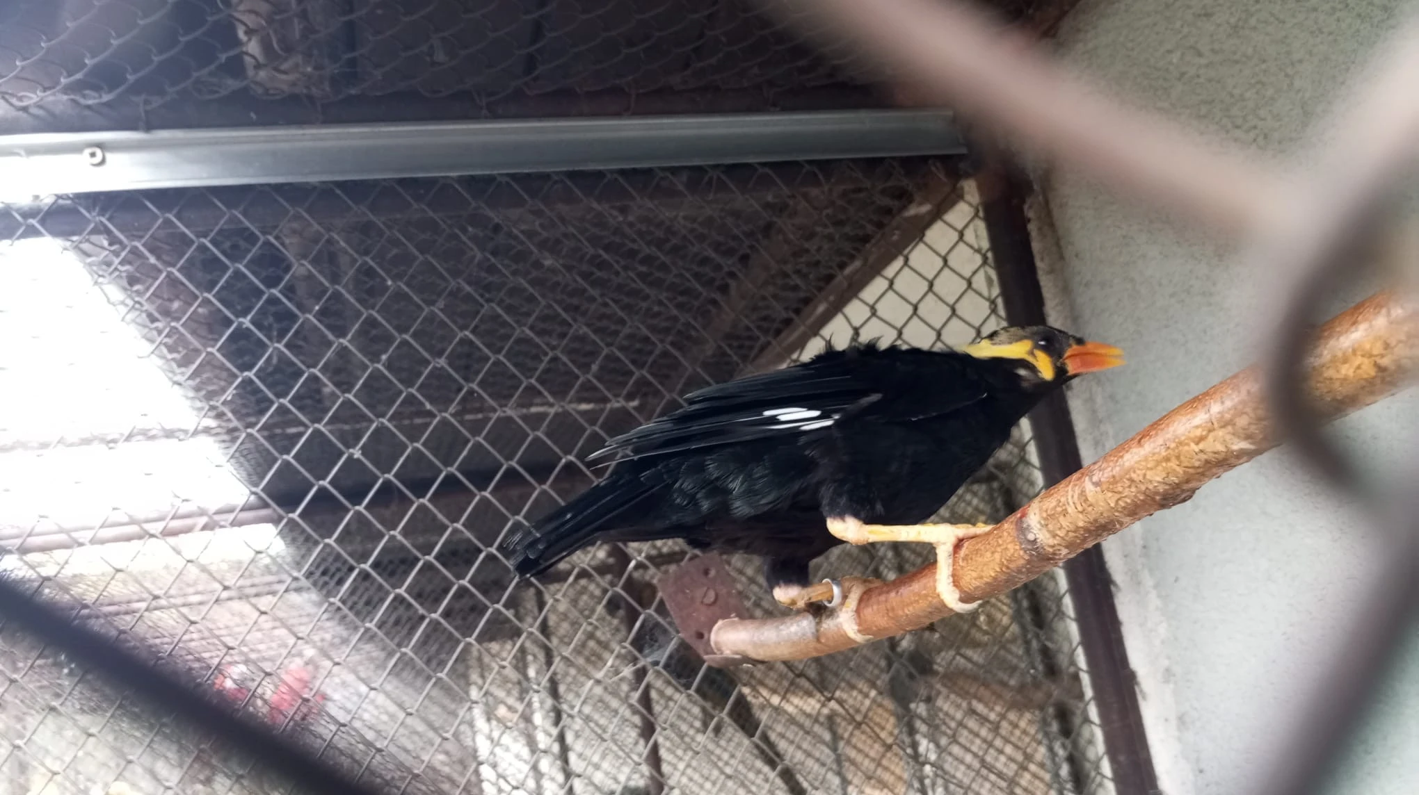 Prodám Loskuták posvátný