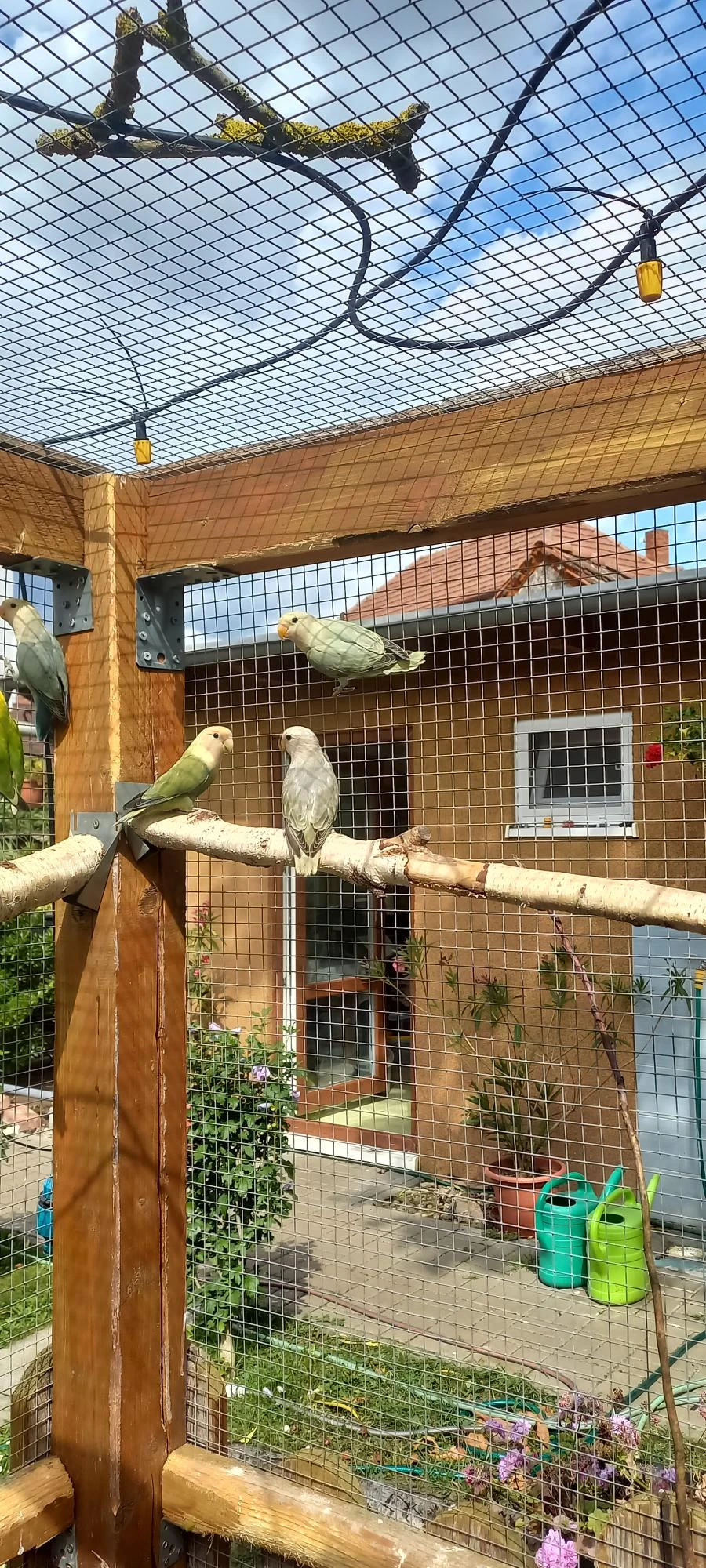 Agapornis