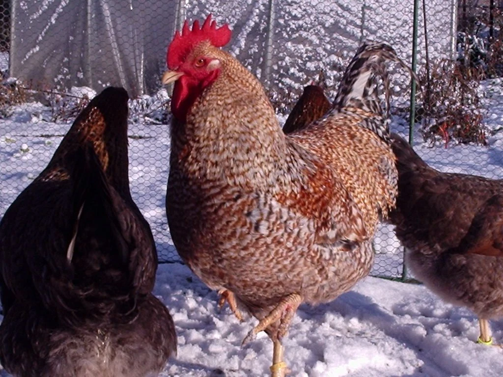 Bielefeldka rodofarebná-kohút do chovu