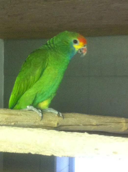 Amazoňan rudooký (granada)