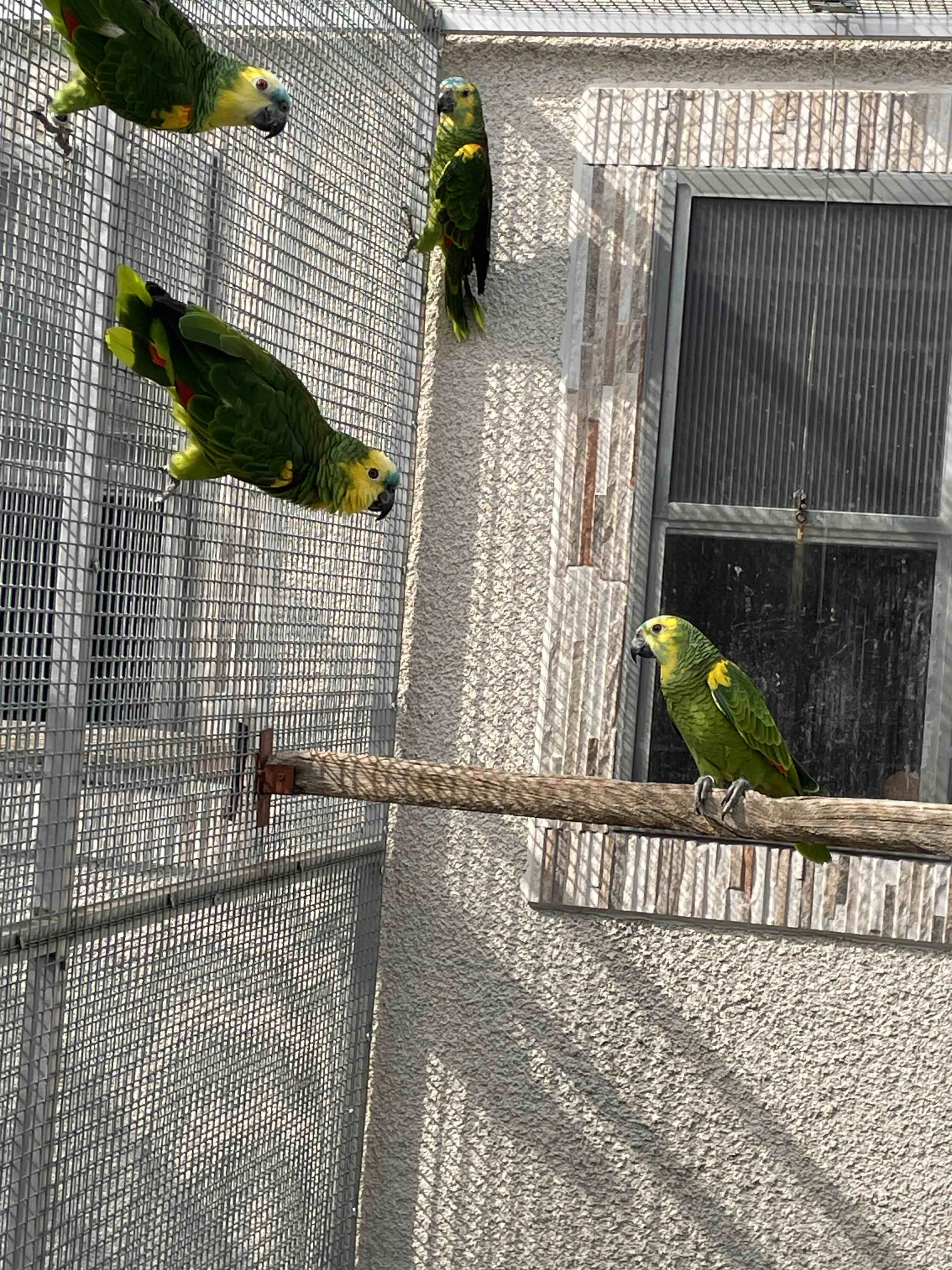 Amazoňan modročelý xanthopteryx