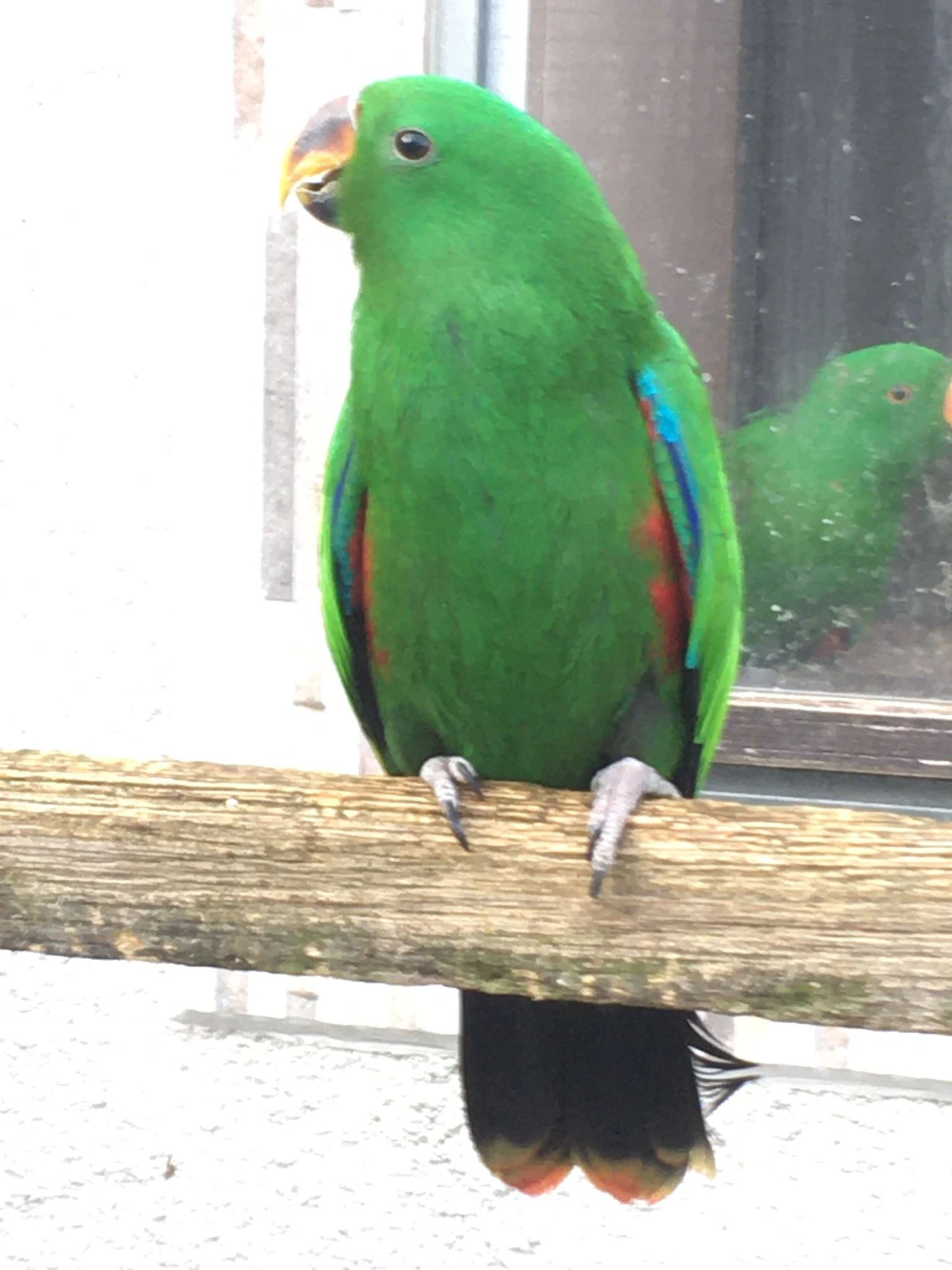 Eklektus polychloros