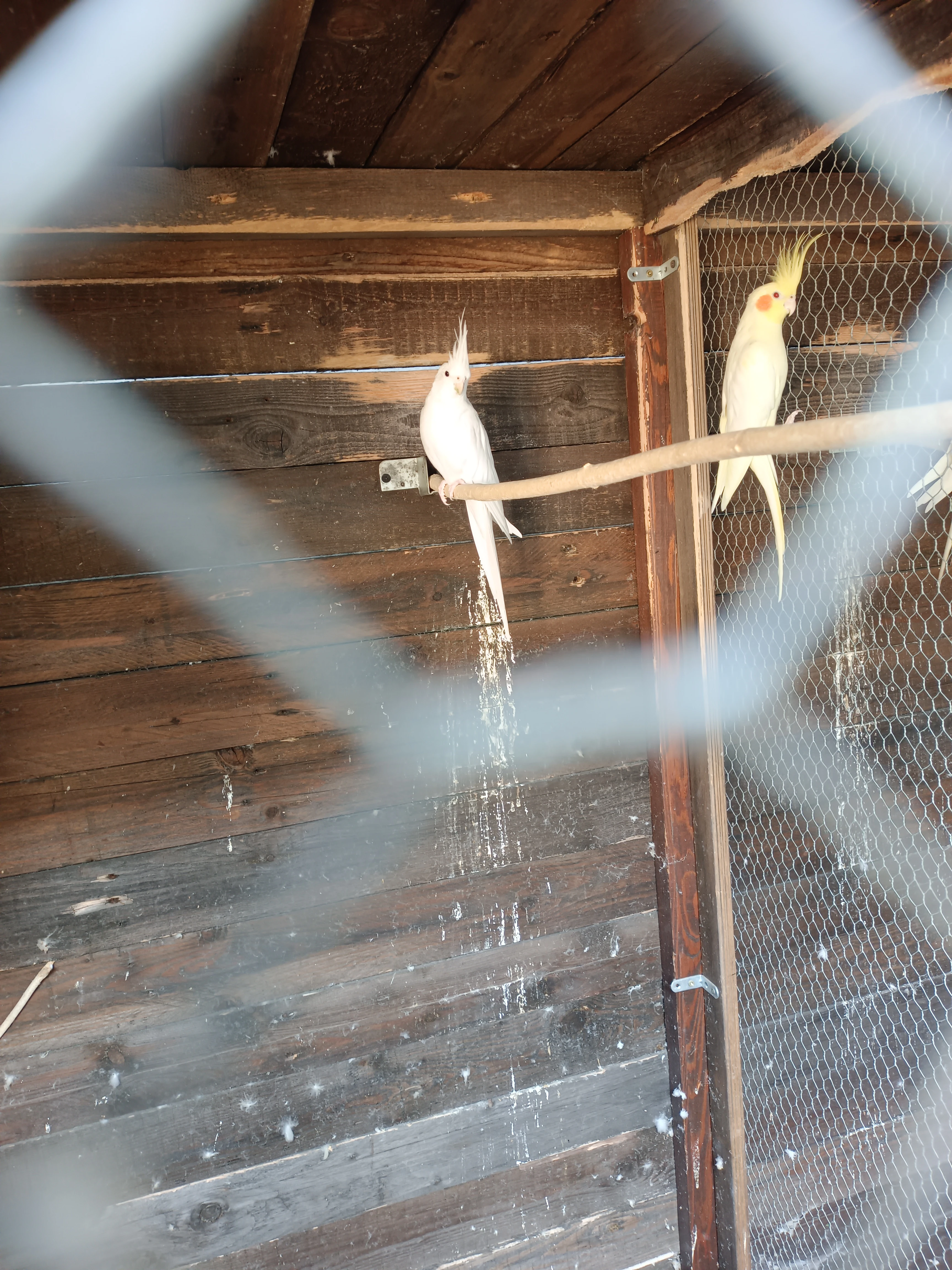 Korela chocholatá - pár