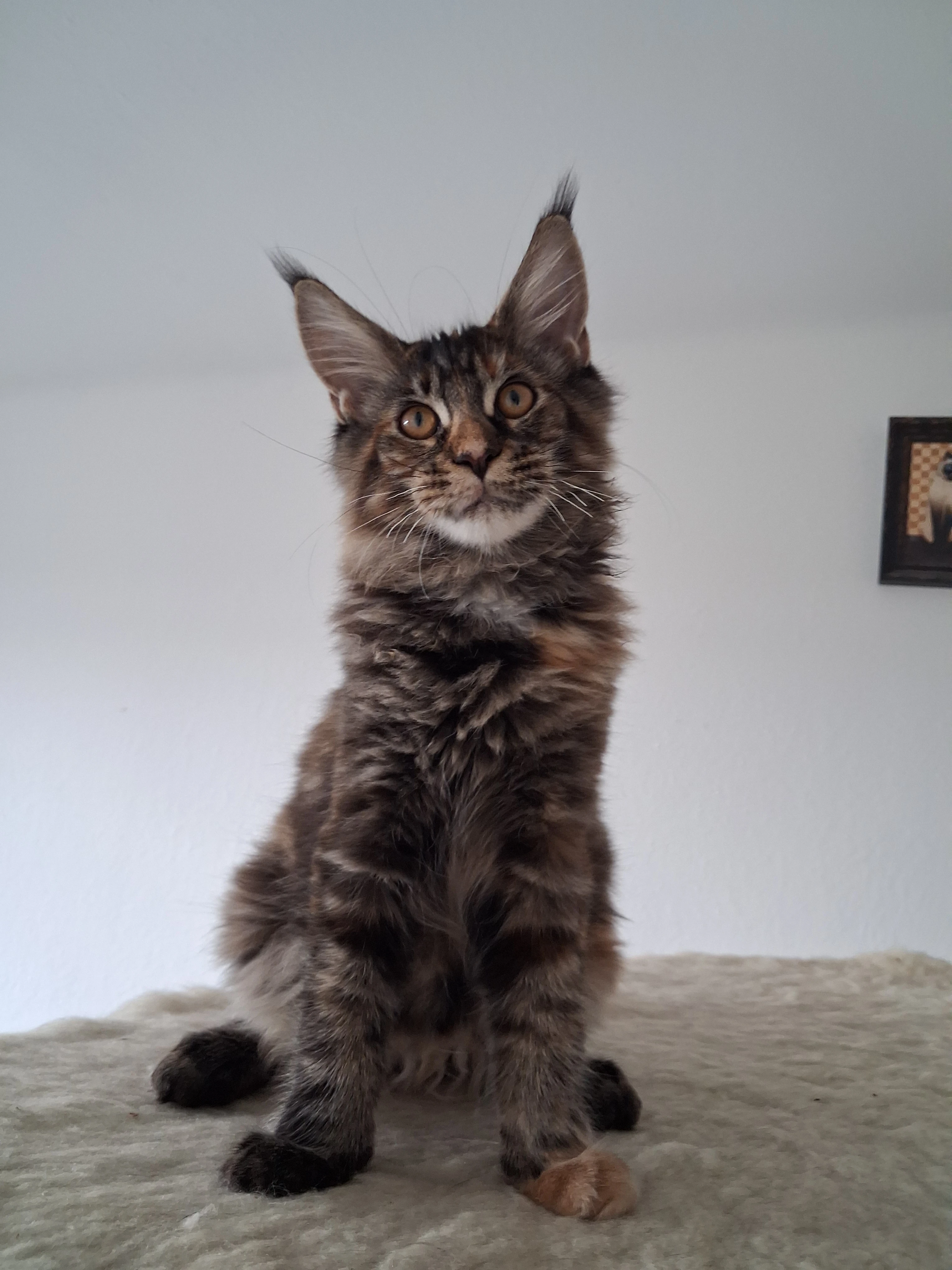 Mainská mývalí kočička