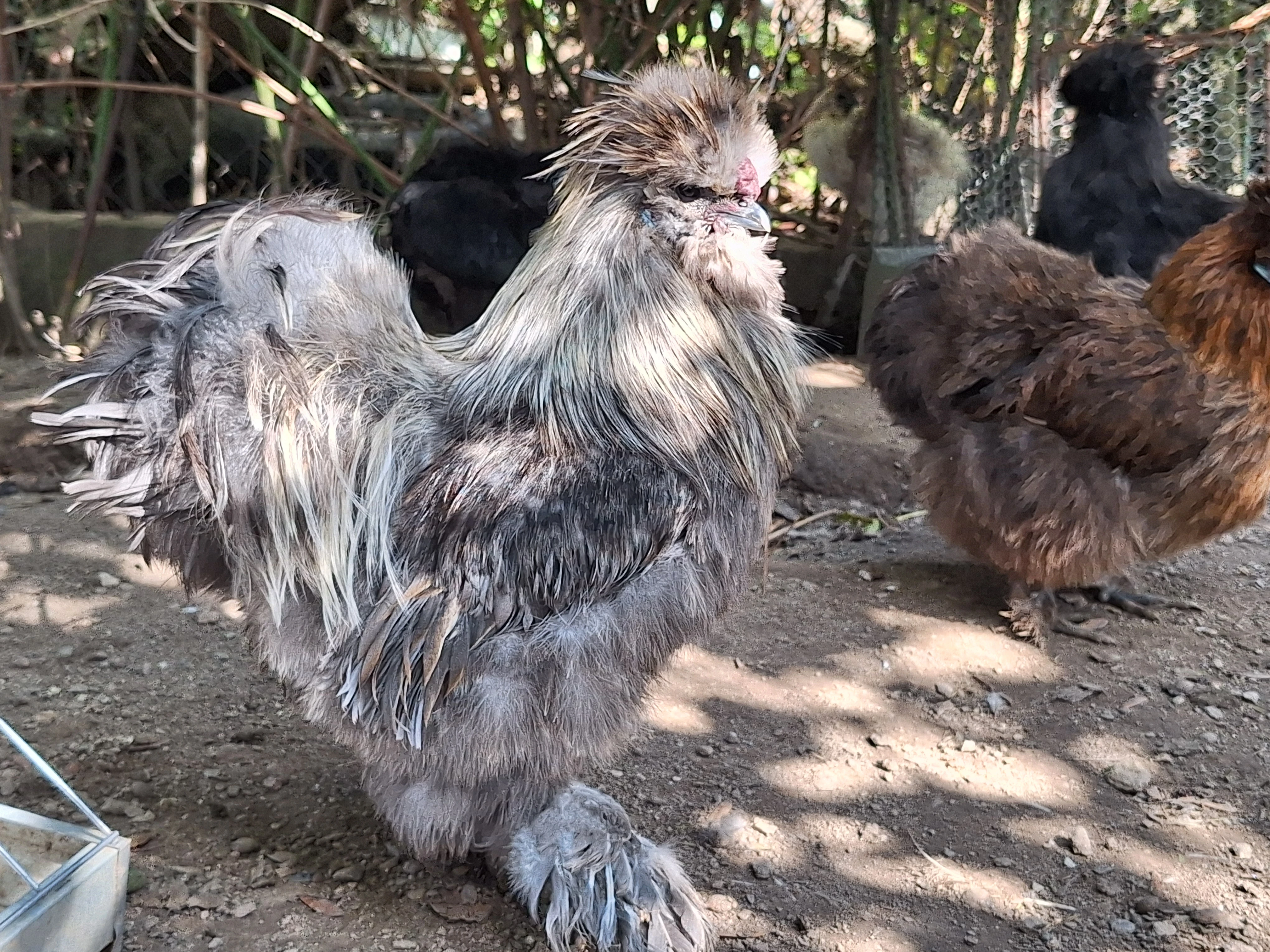 Hedvábnička velká