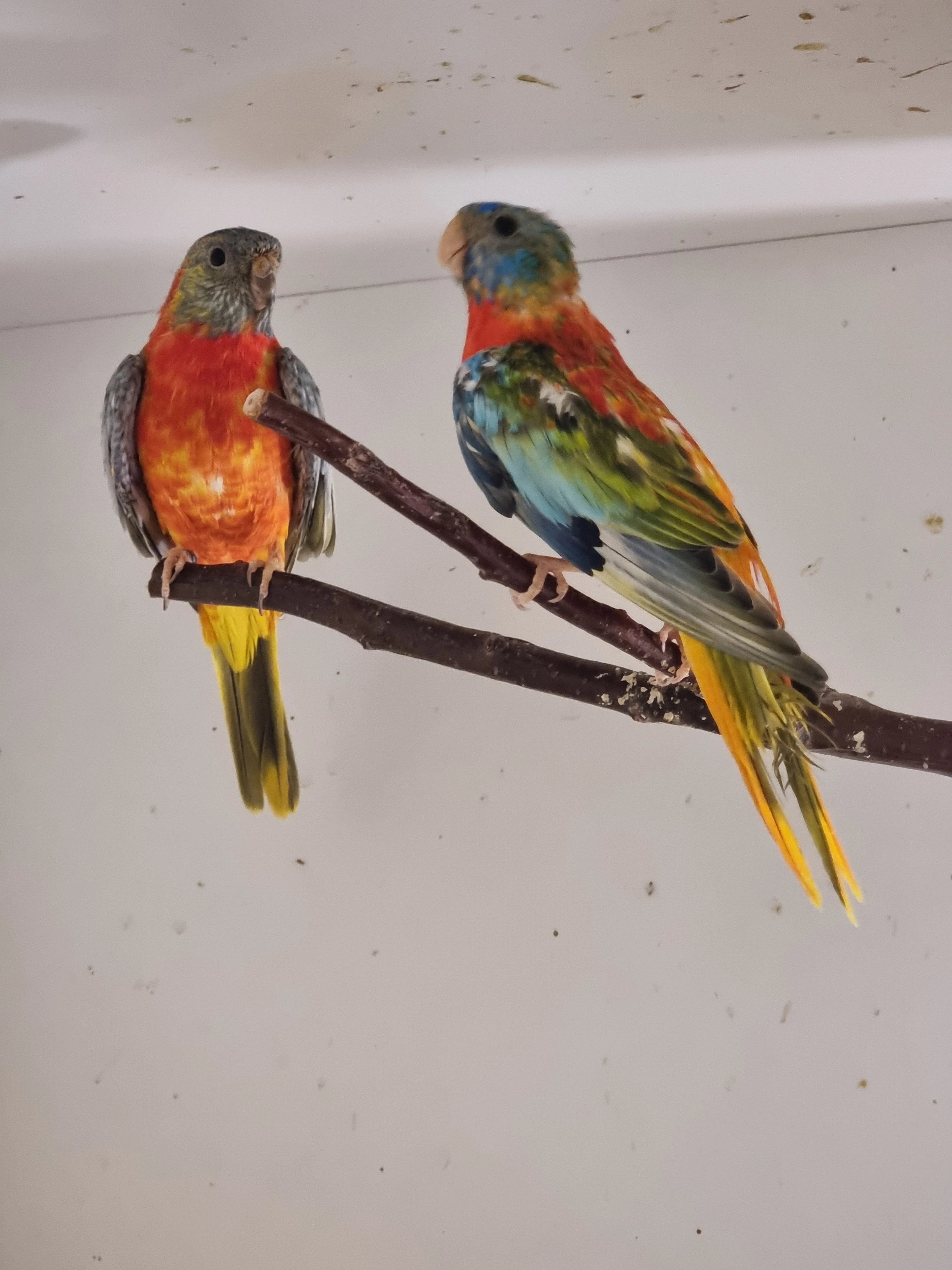 Neoféma modrohlavá mutace