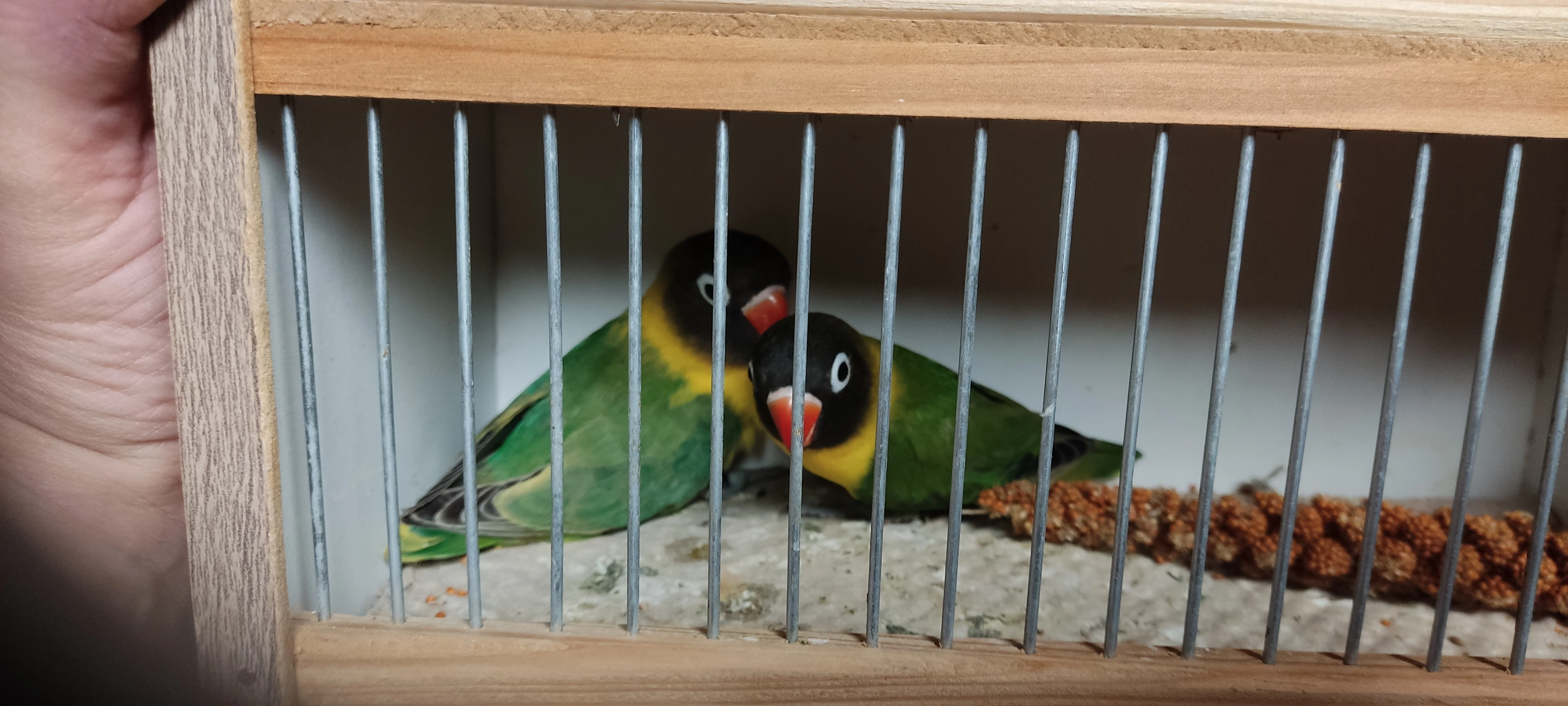 Prodám agapornise škraboškové