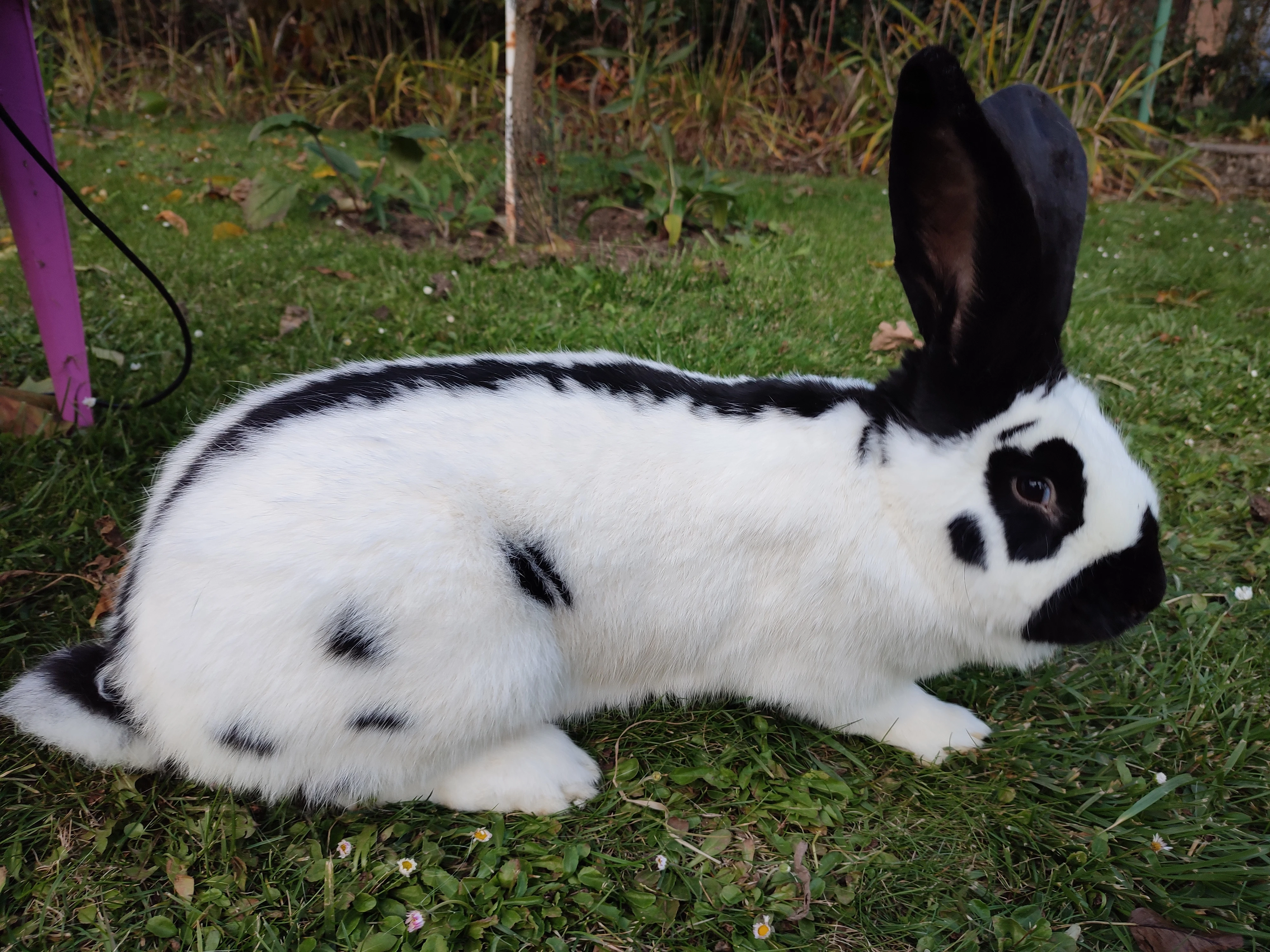 Německý obrovitý strakáč černý