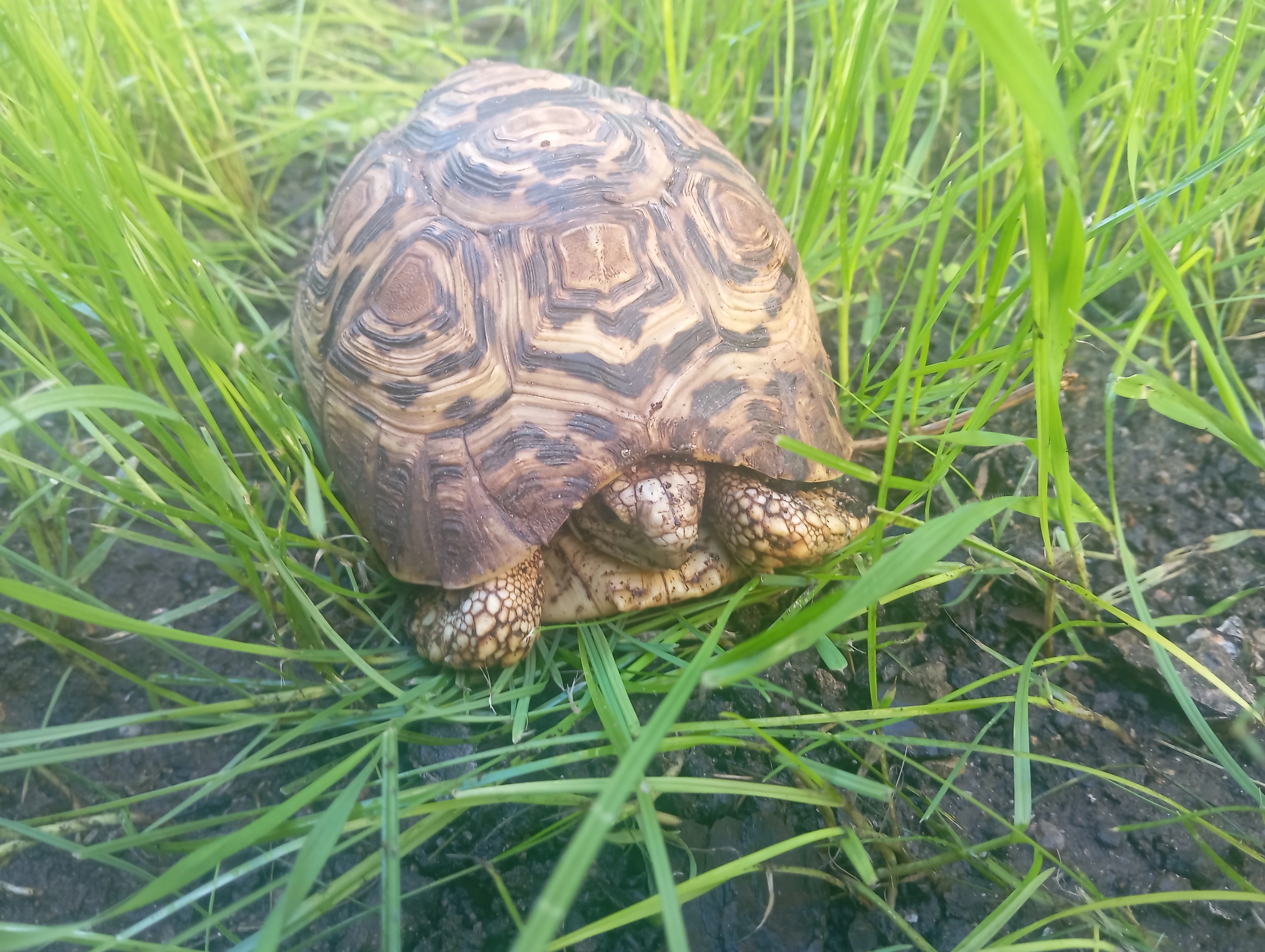 Prodám želvu pardáli