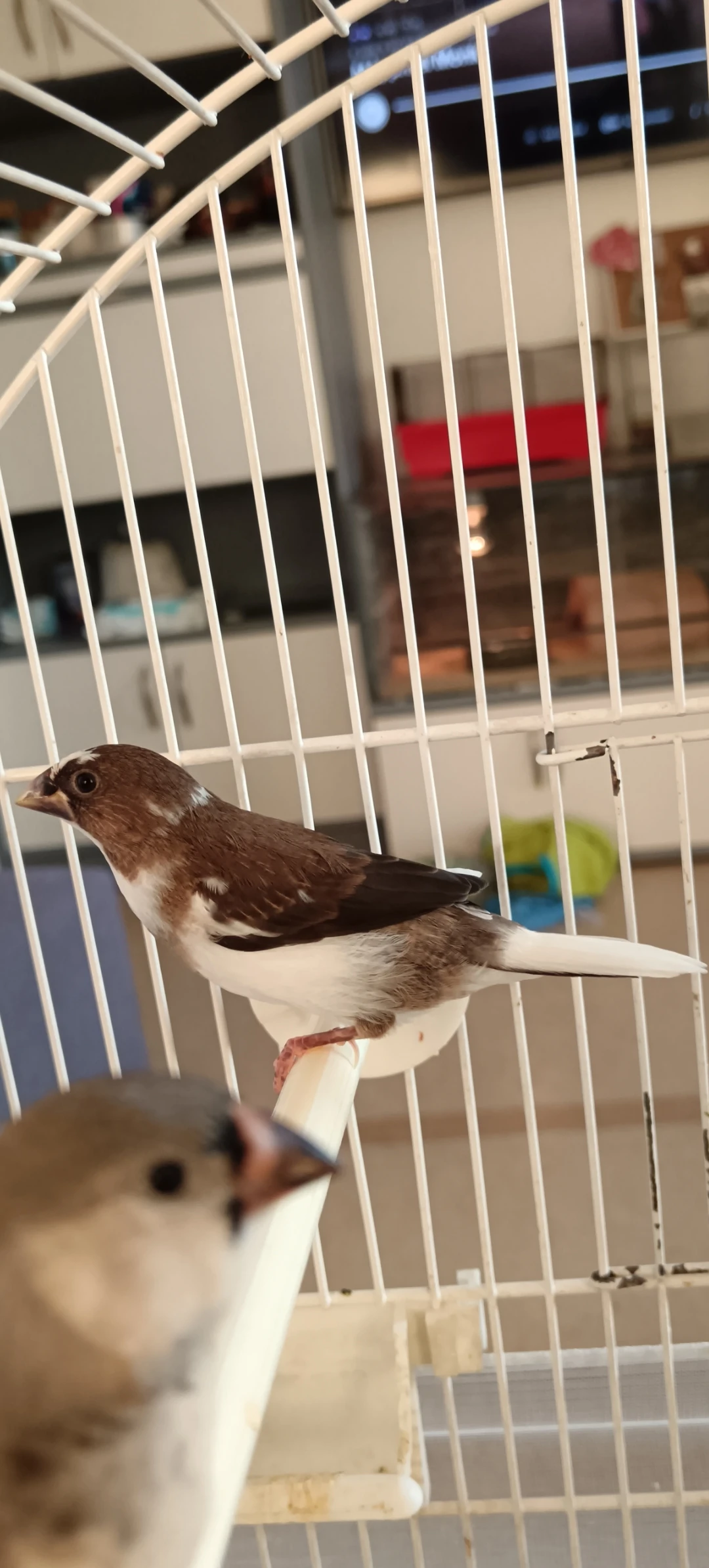 Chůvička Japonská