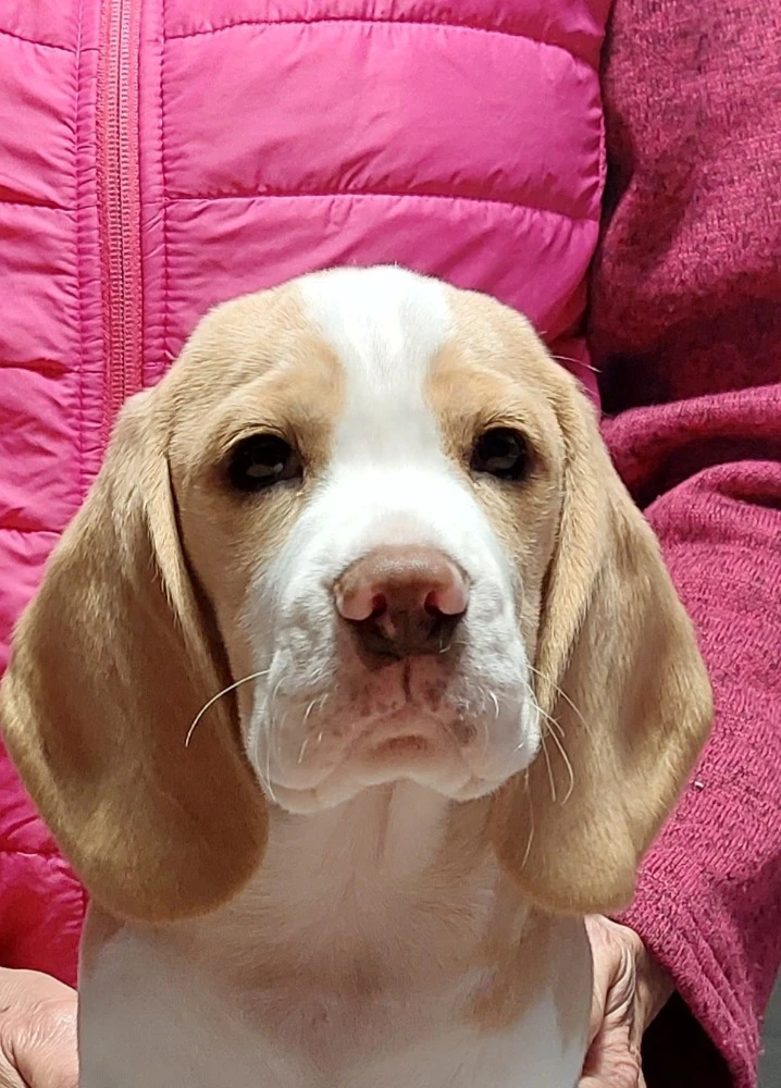 Bígl beagle štěňátko s PP