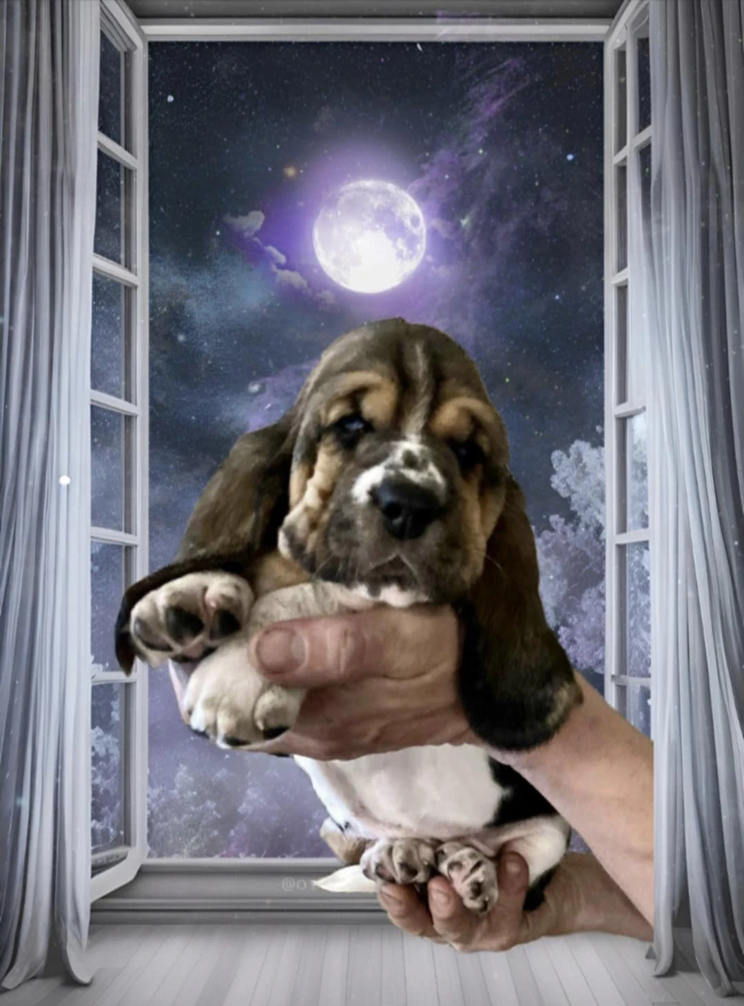 Basset Hound - štěňata s PP