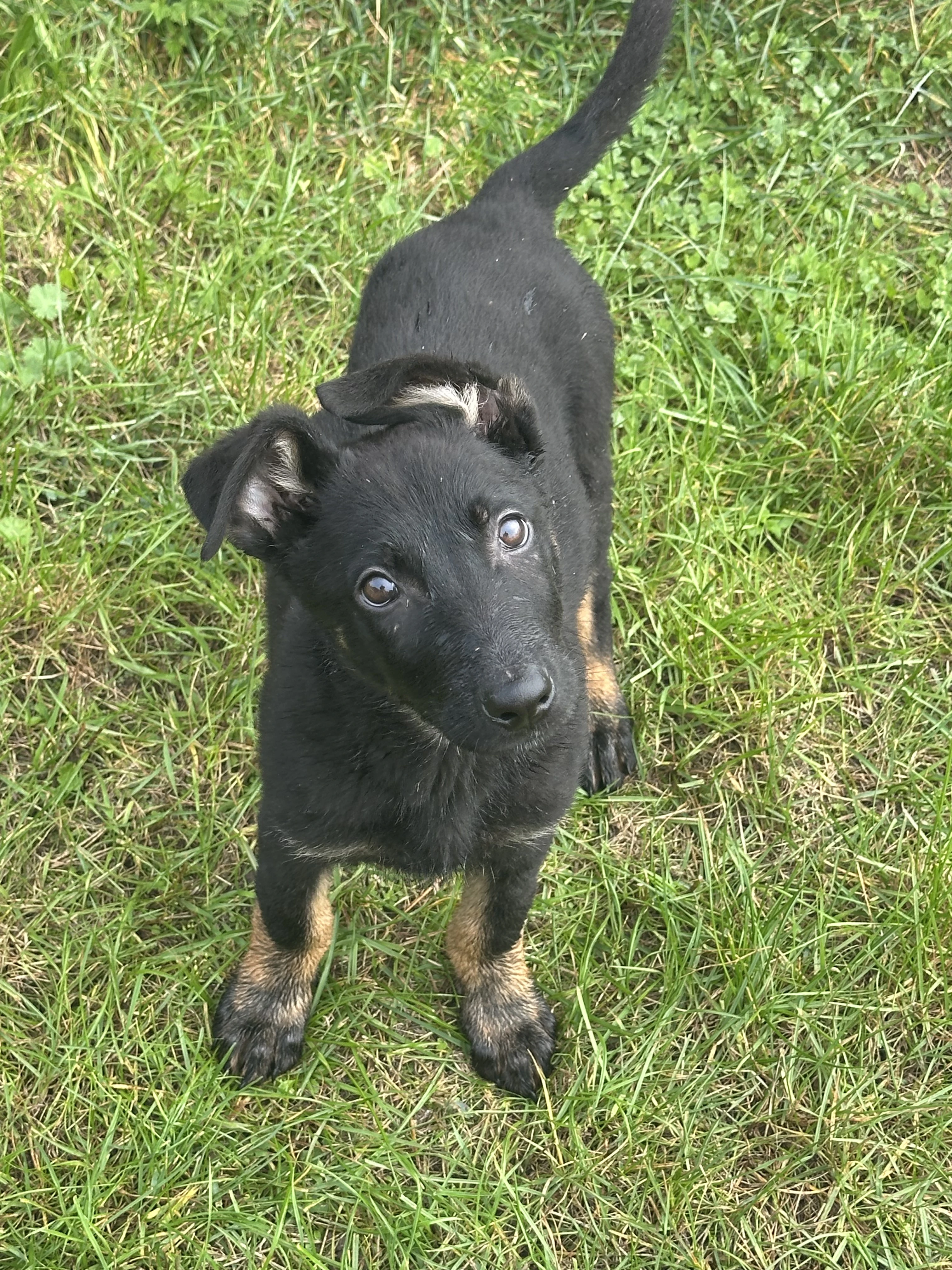 Štěňata v typu německého ovčáka