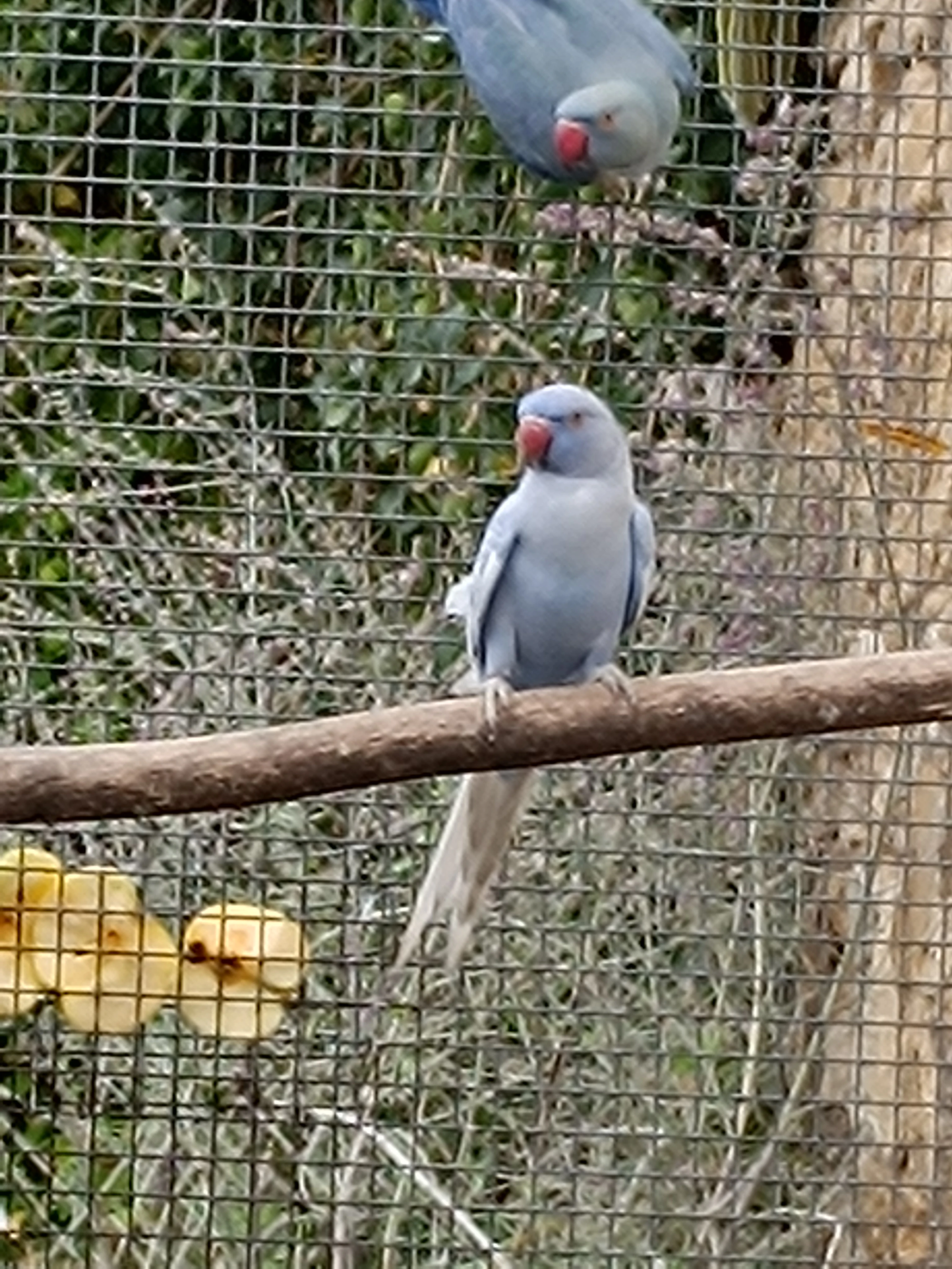 Alexandr Malý Mutace Prodej