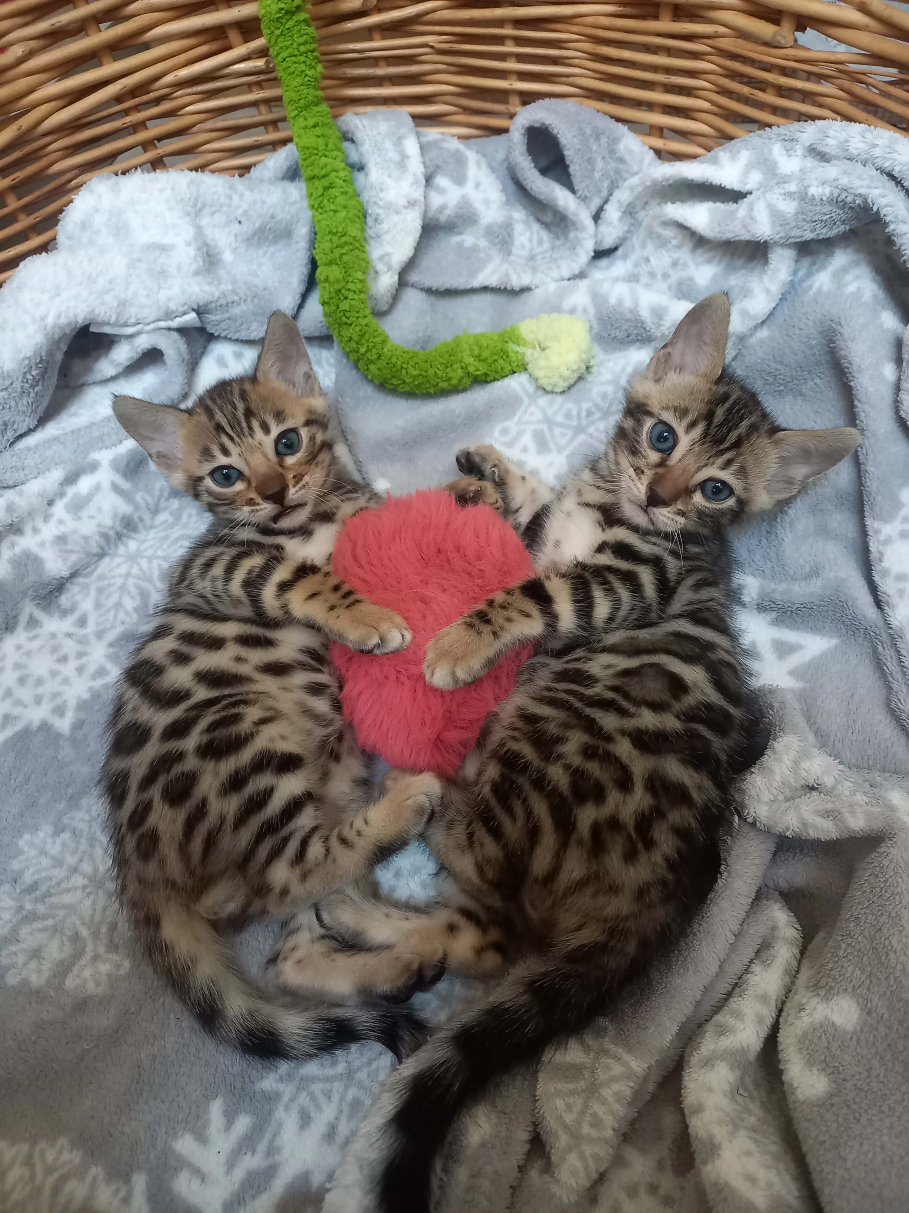 Bengálská koťata s PP