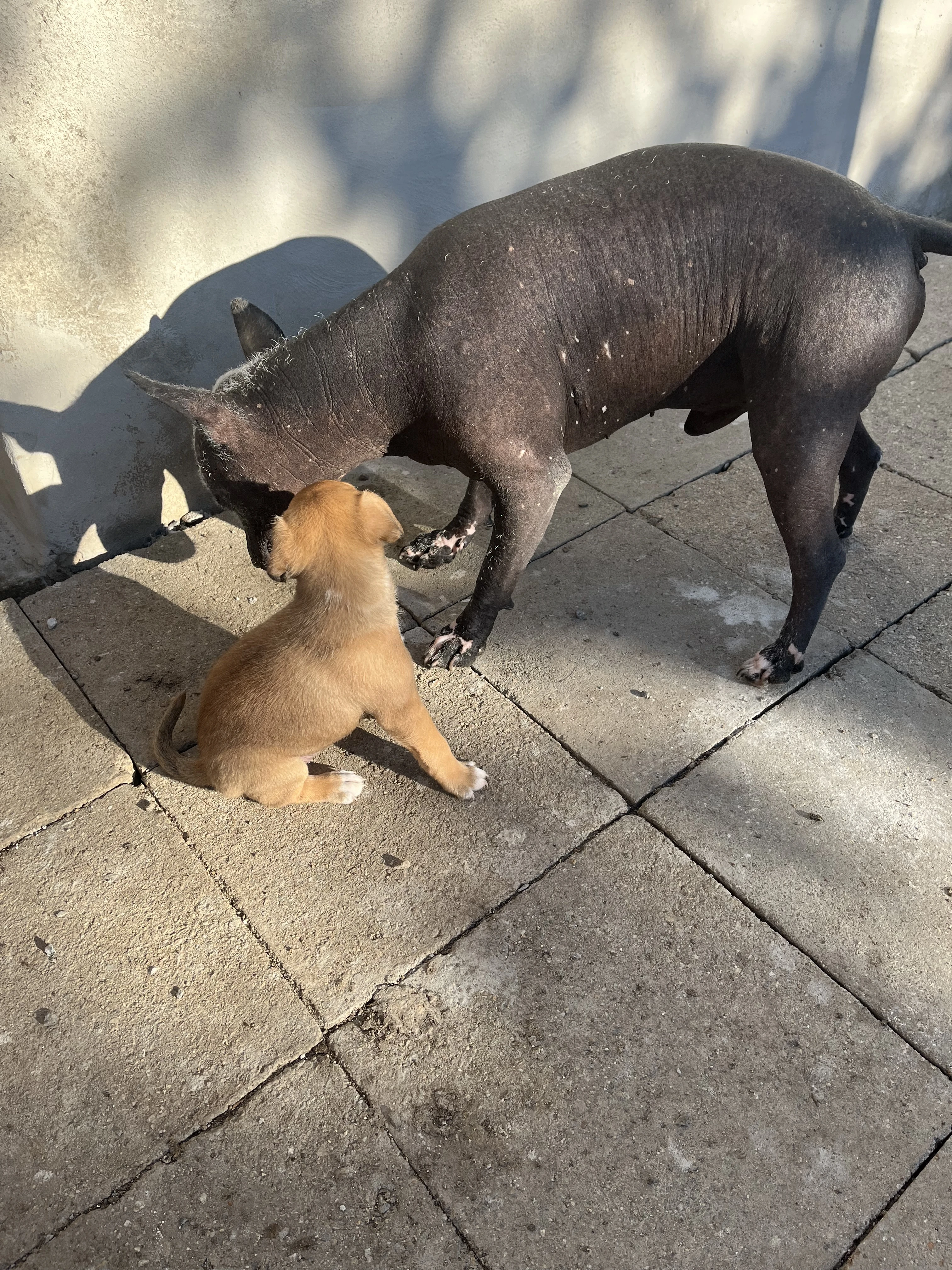 Štěňata typu peruánský naháč