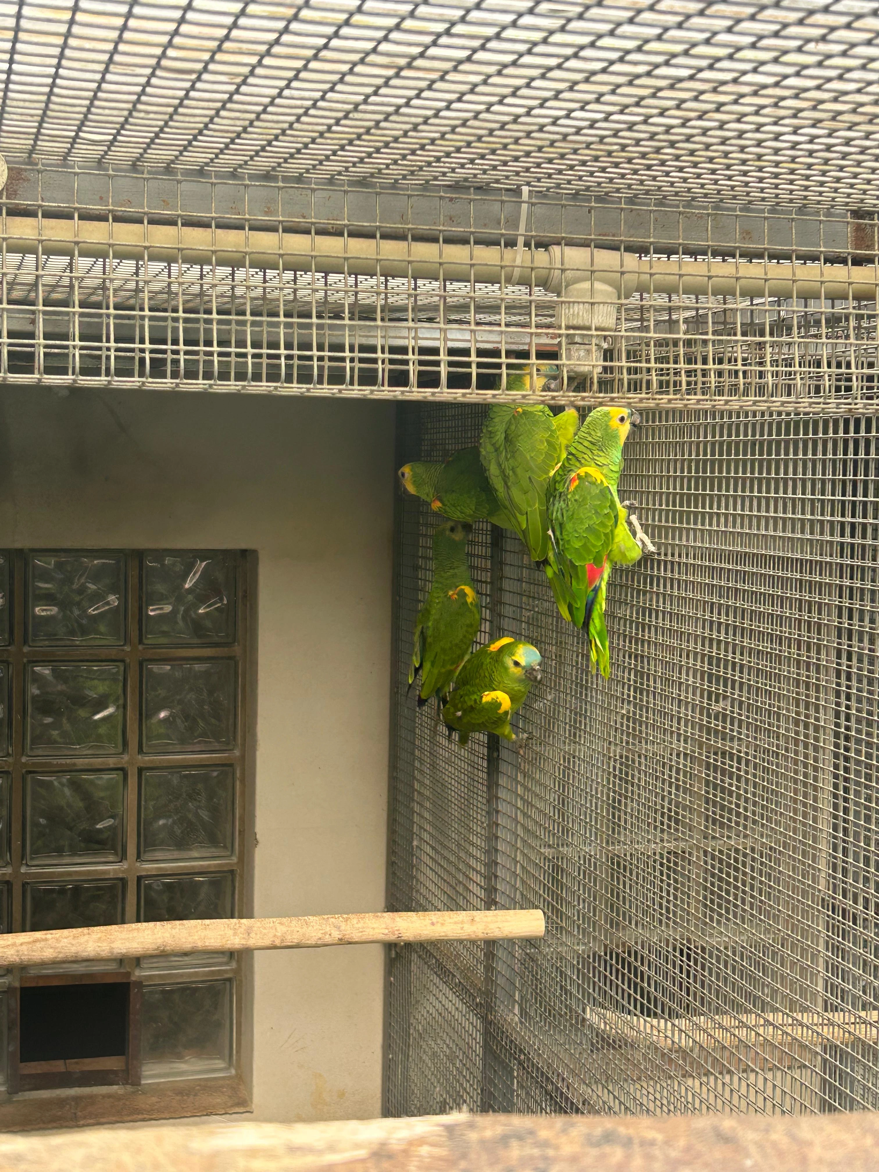 Amazoňan modročelý