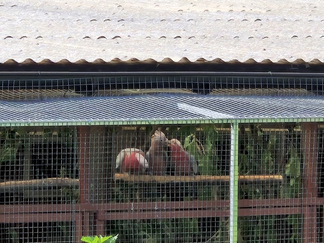 Kakadu růžový pár