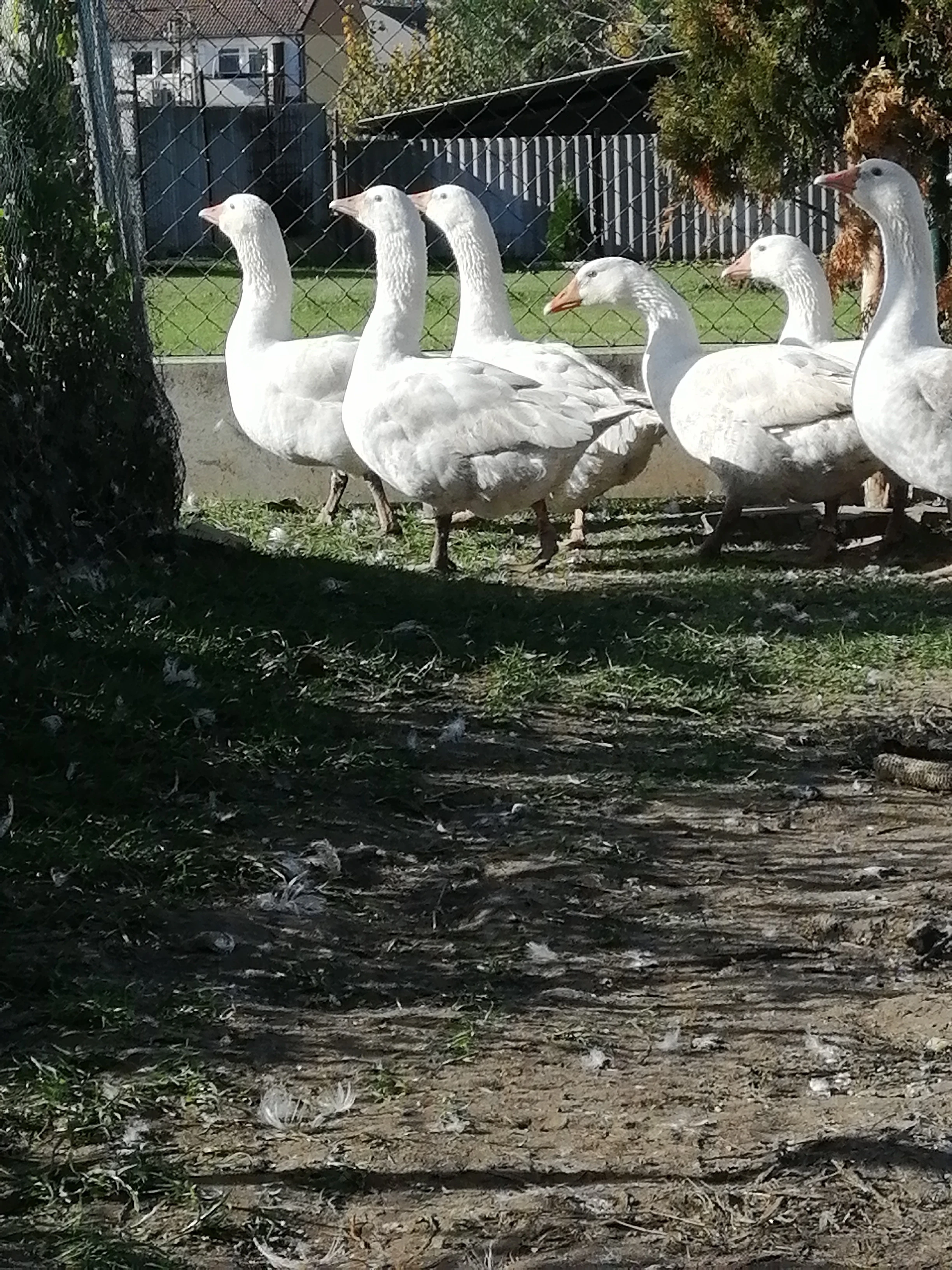 Husy na chov nebo konzumaci