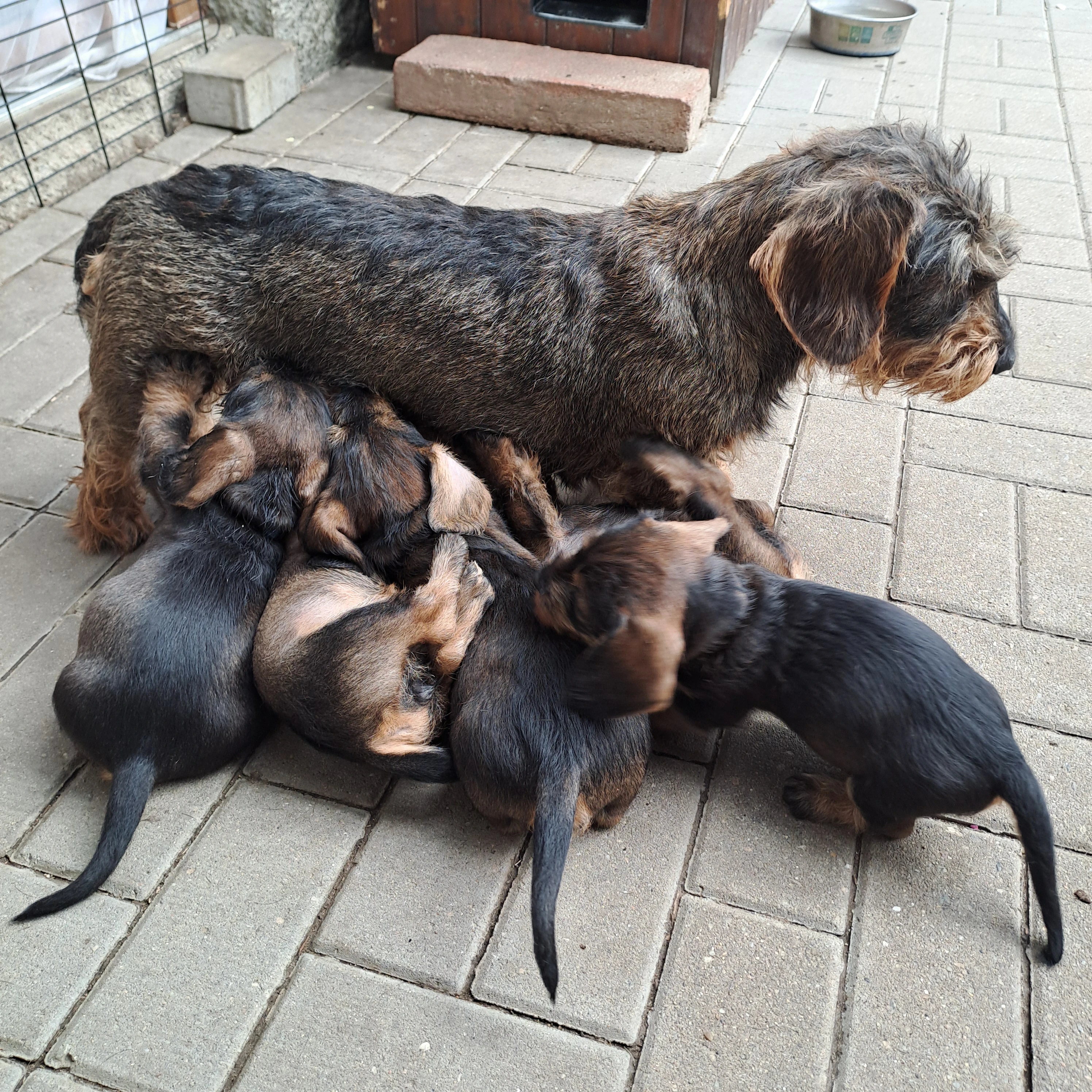 Volná štěňata jez.drs.st.