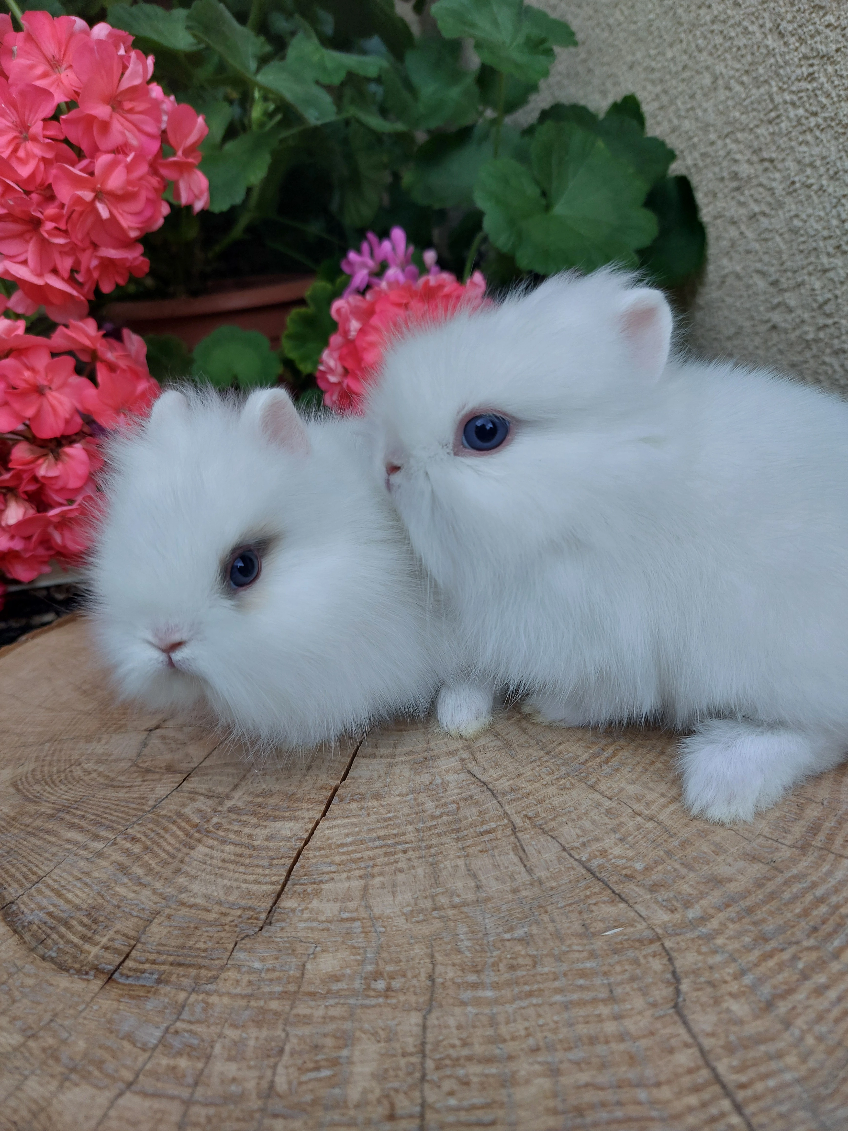 Zakrslý králík - bílý modrooký sameček