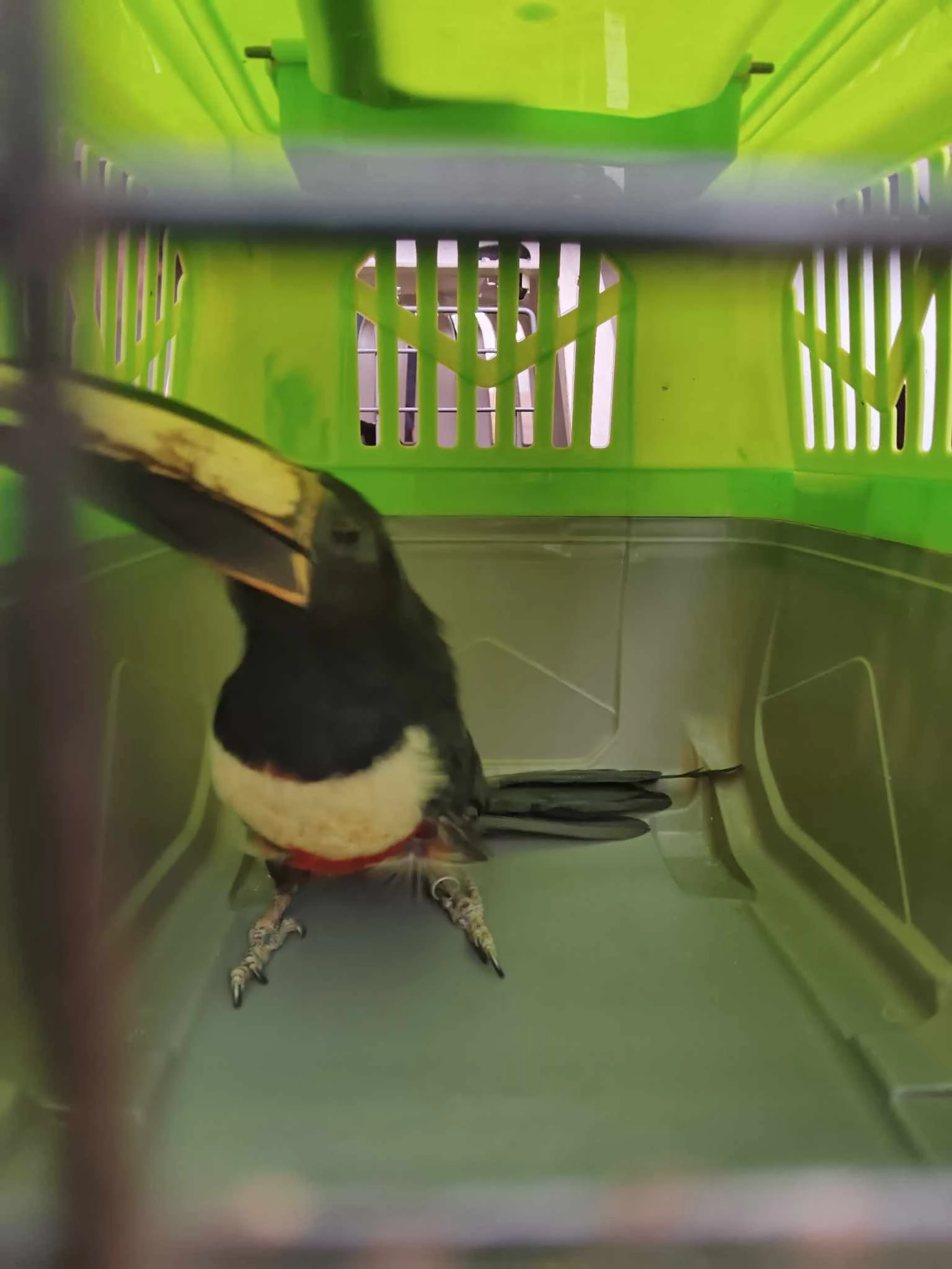 Loskuták posvátný