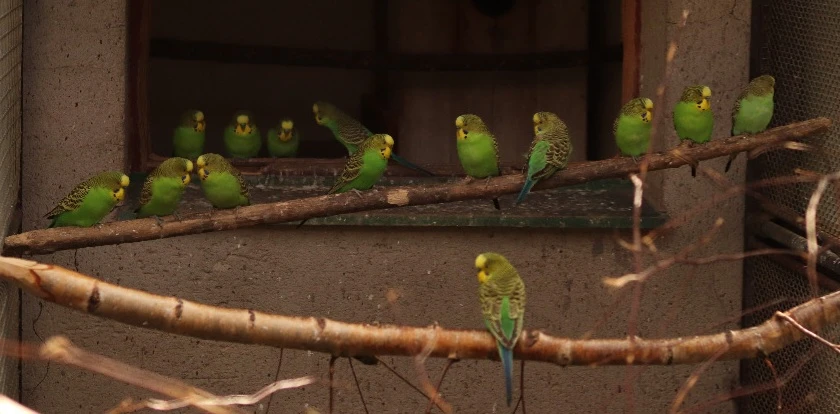 Andulky zelené přírodní