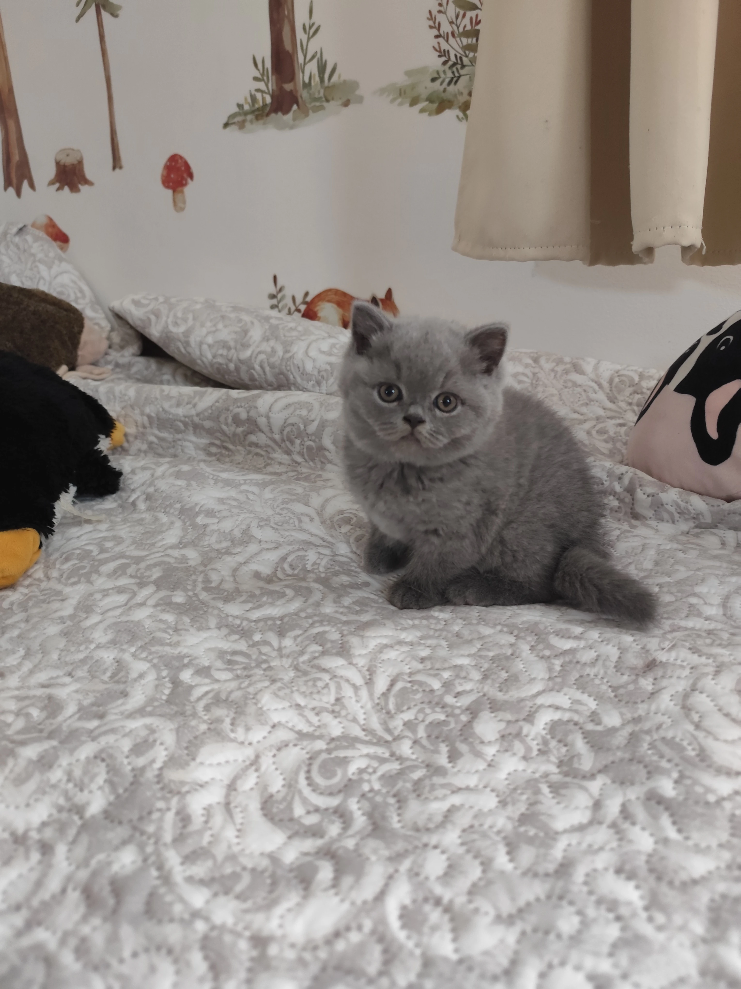 Britská koťátka s PP