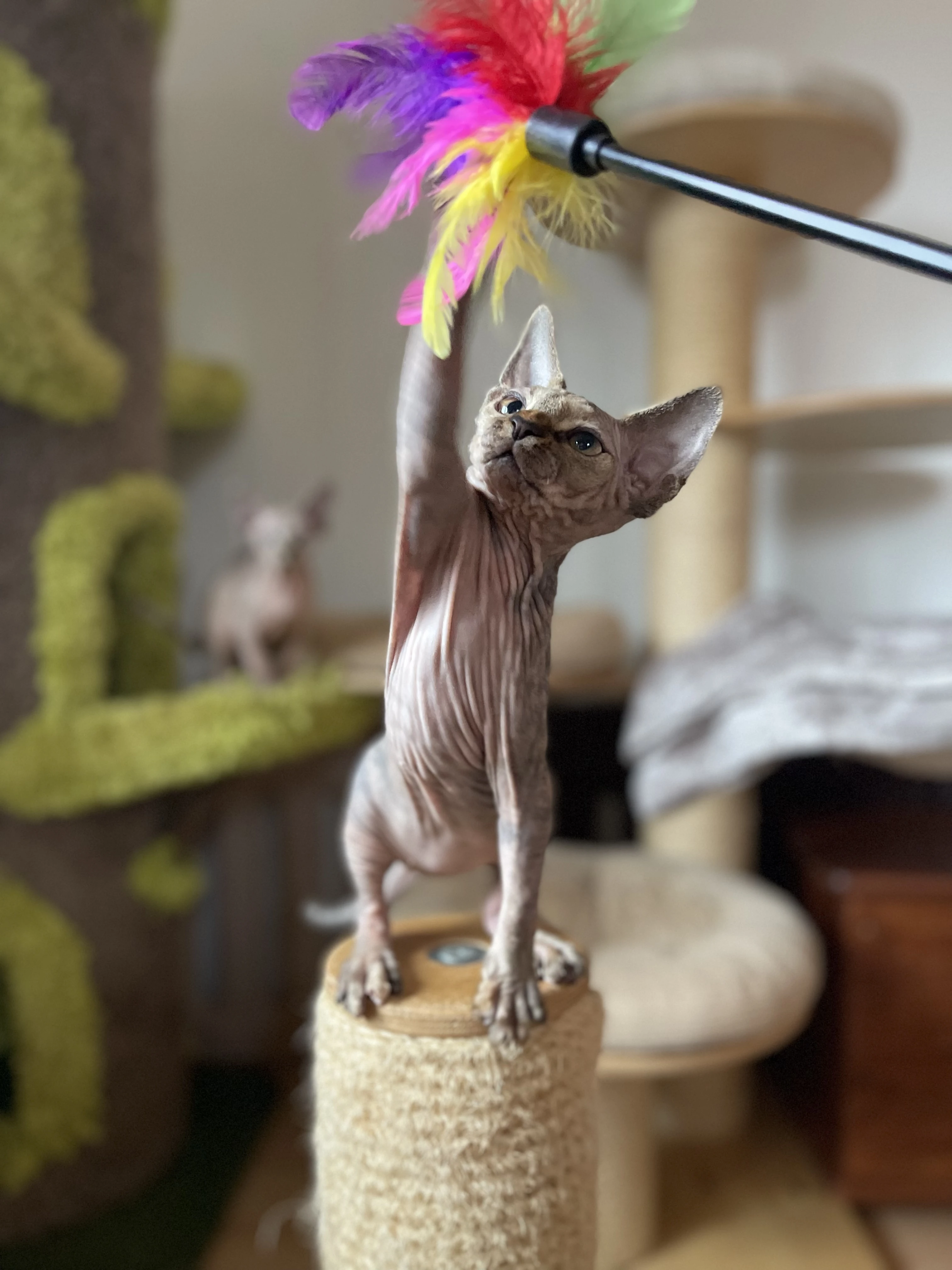 Sphynx koťátka s pp