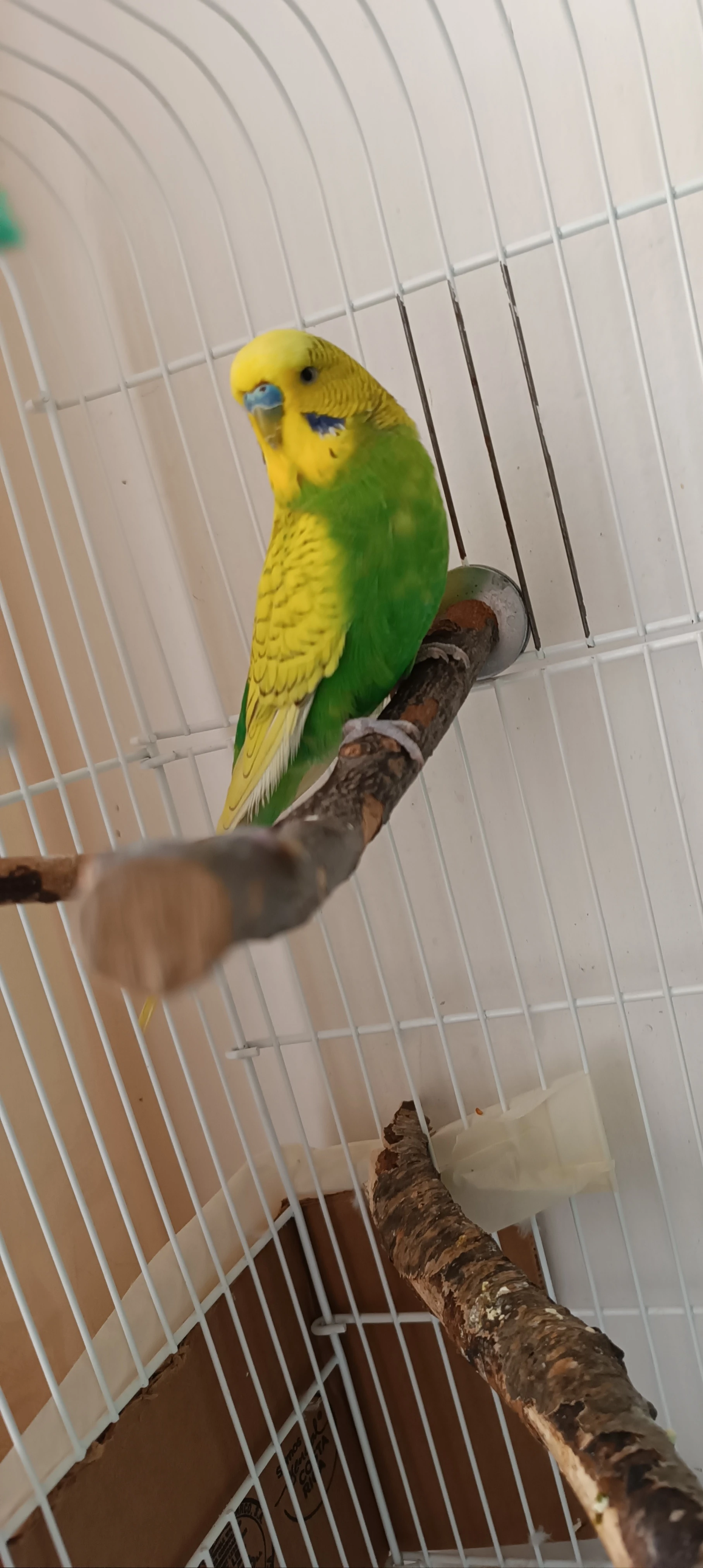 Sameček andulky vlnkované