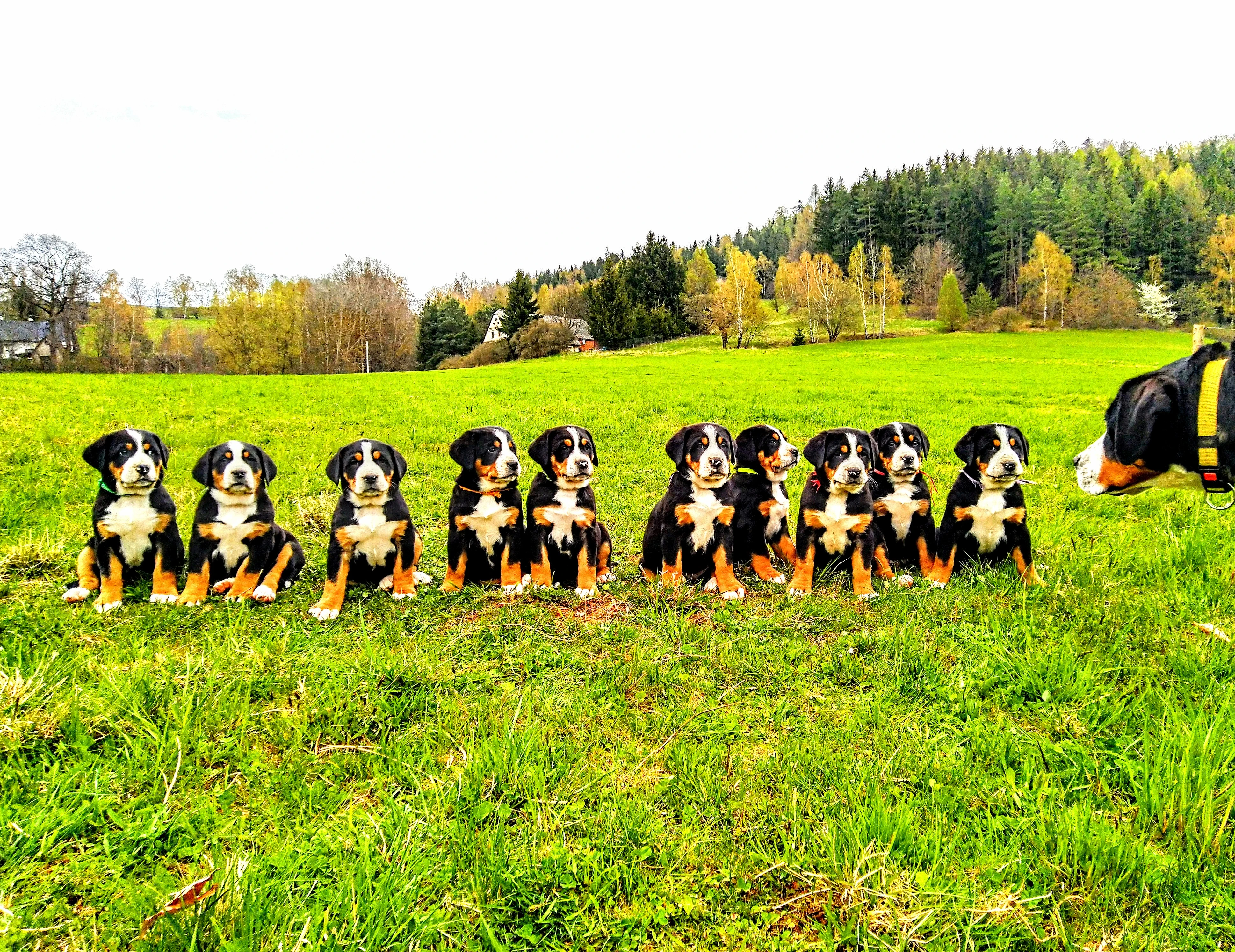 Štěně - Velký švýcarský salašník