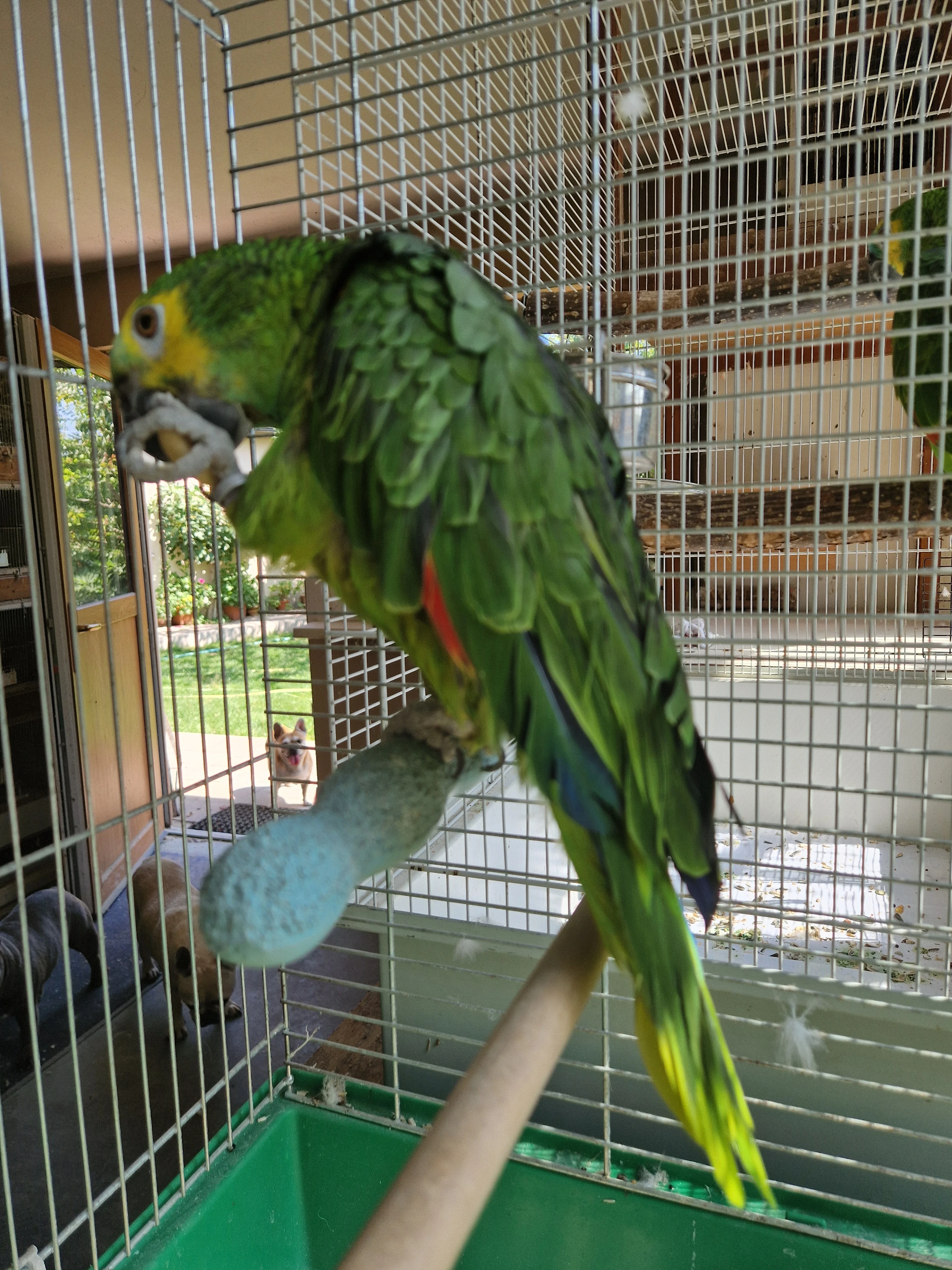 Amazoňan modročelý jižní