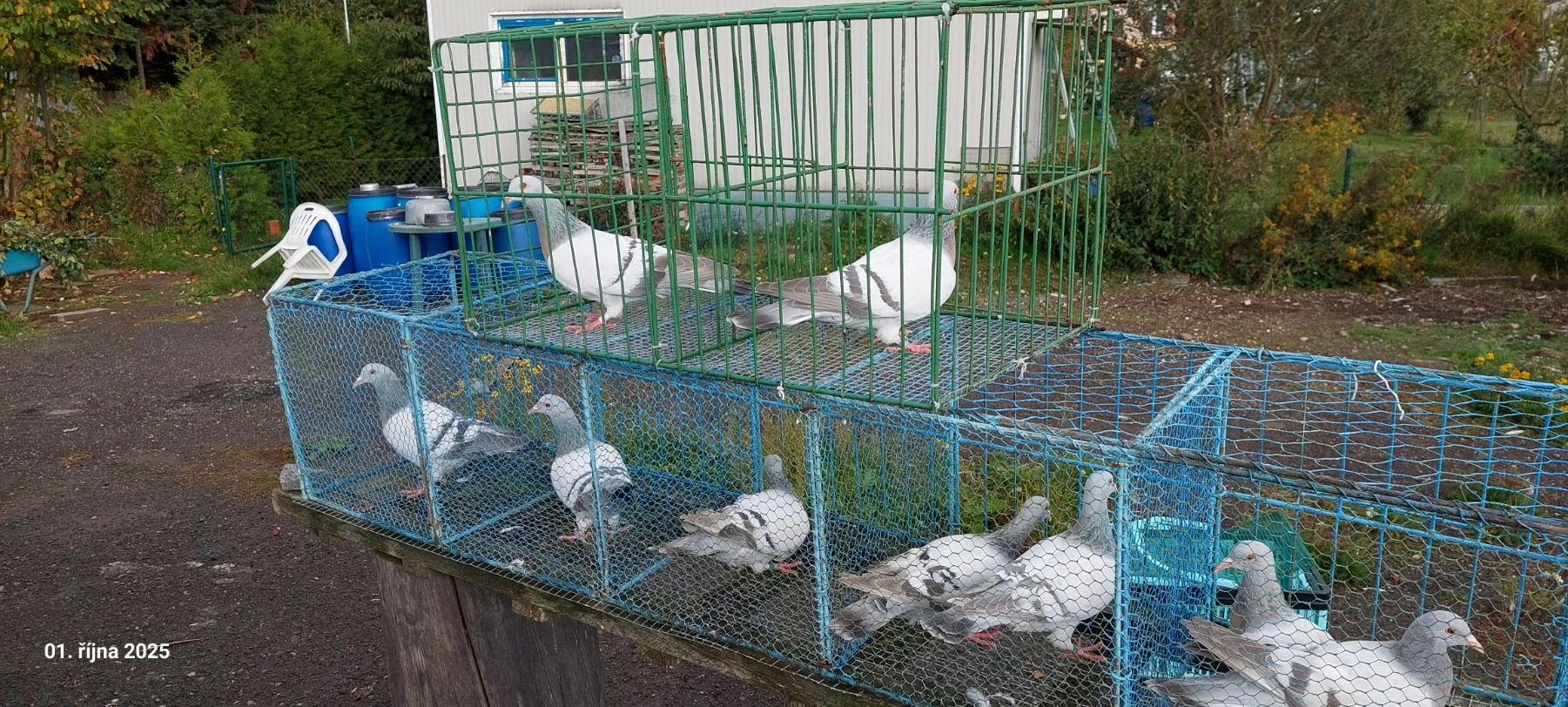 Výletky koburského skřivana stříbrného pruhového