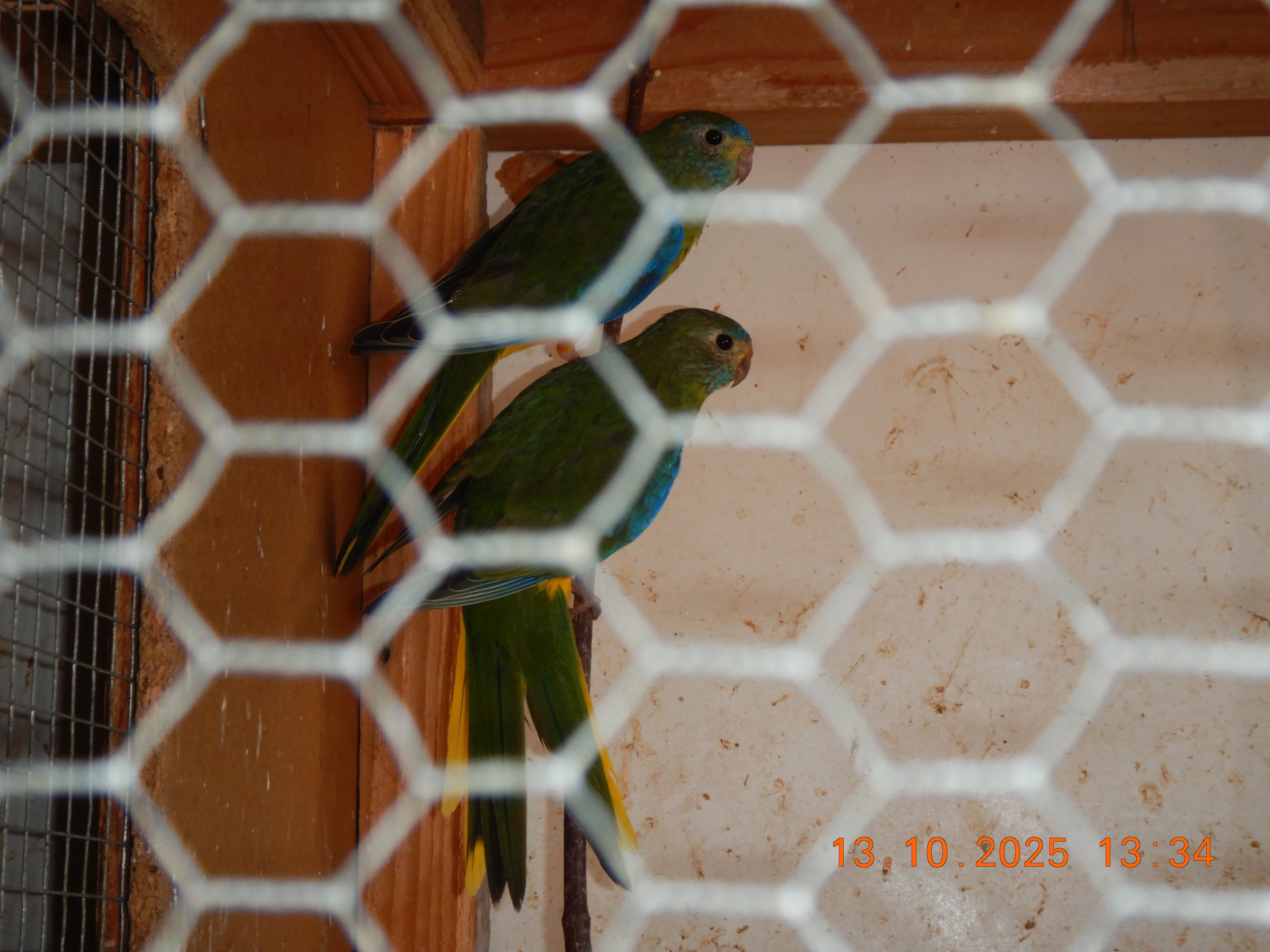 Prodám neofémy tyrkysové