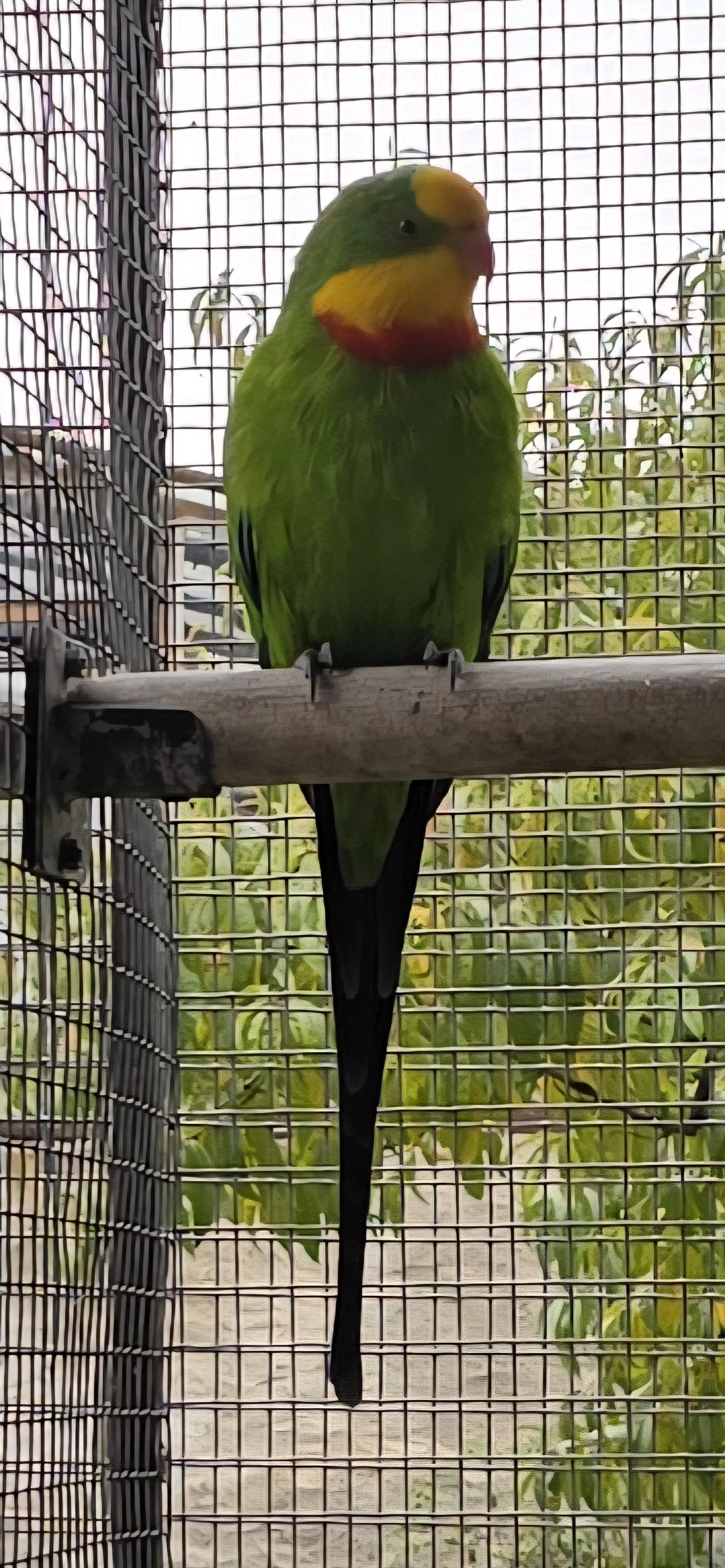 Papoušek Nádherný