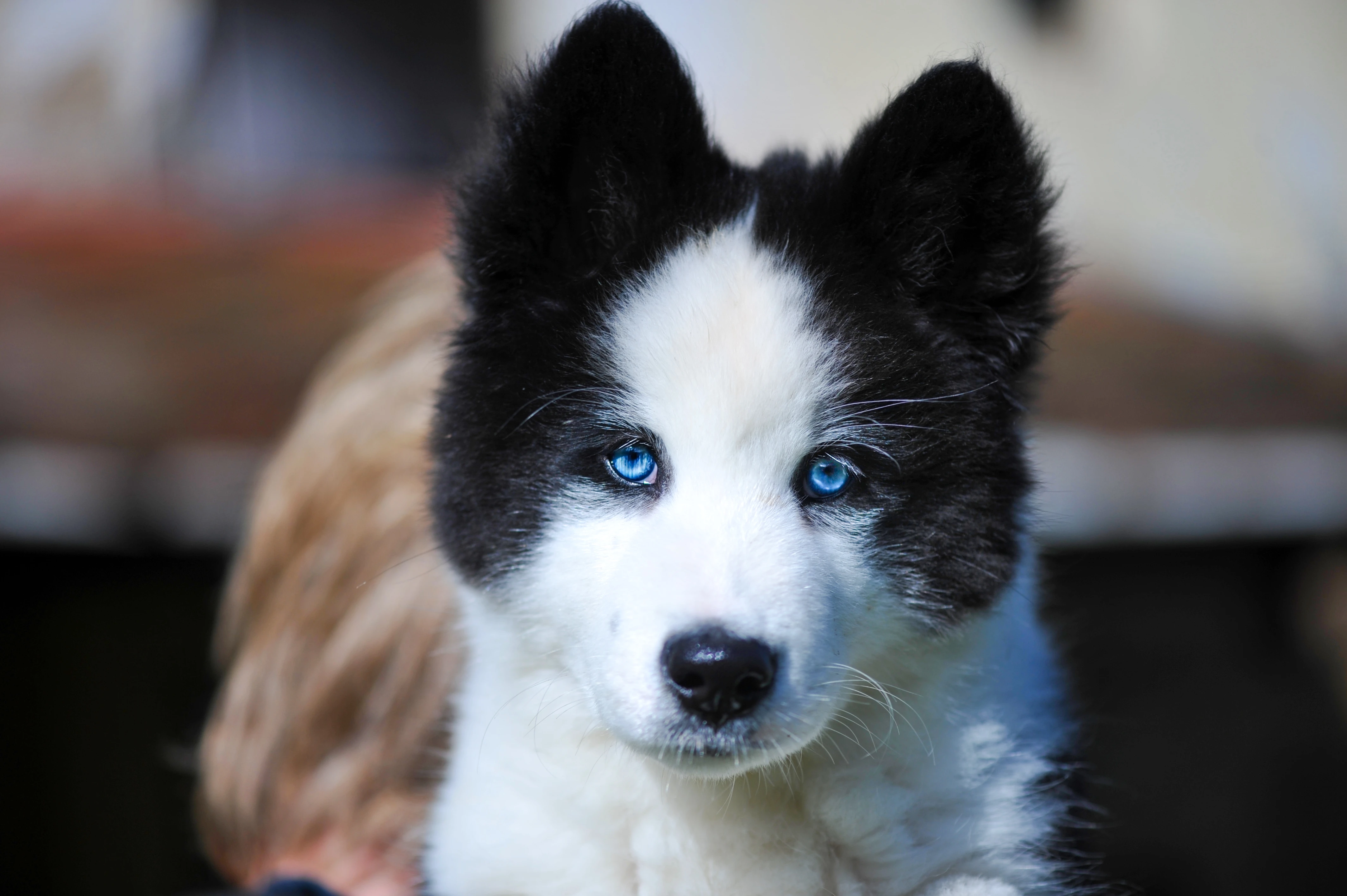 Jakutská lajka štěňátka s PP