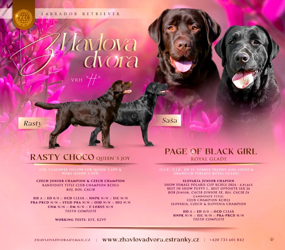 Labradorský retrívr s PP