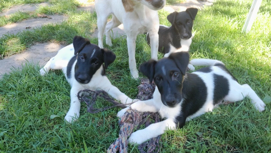 Foxteriér hladkosrstý