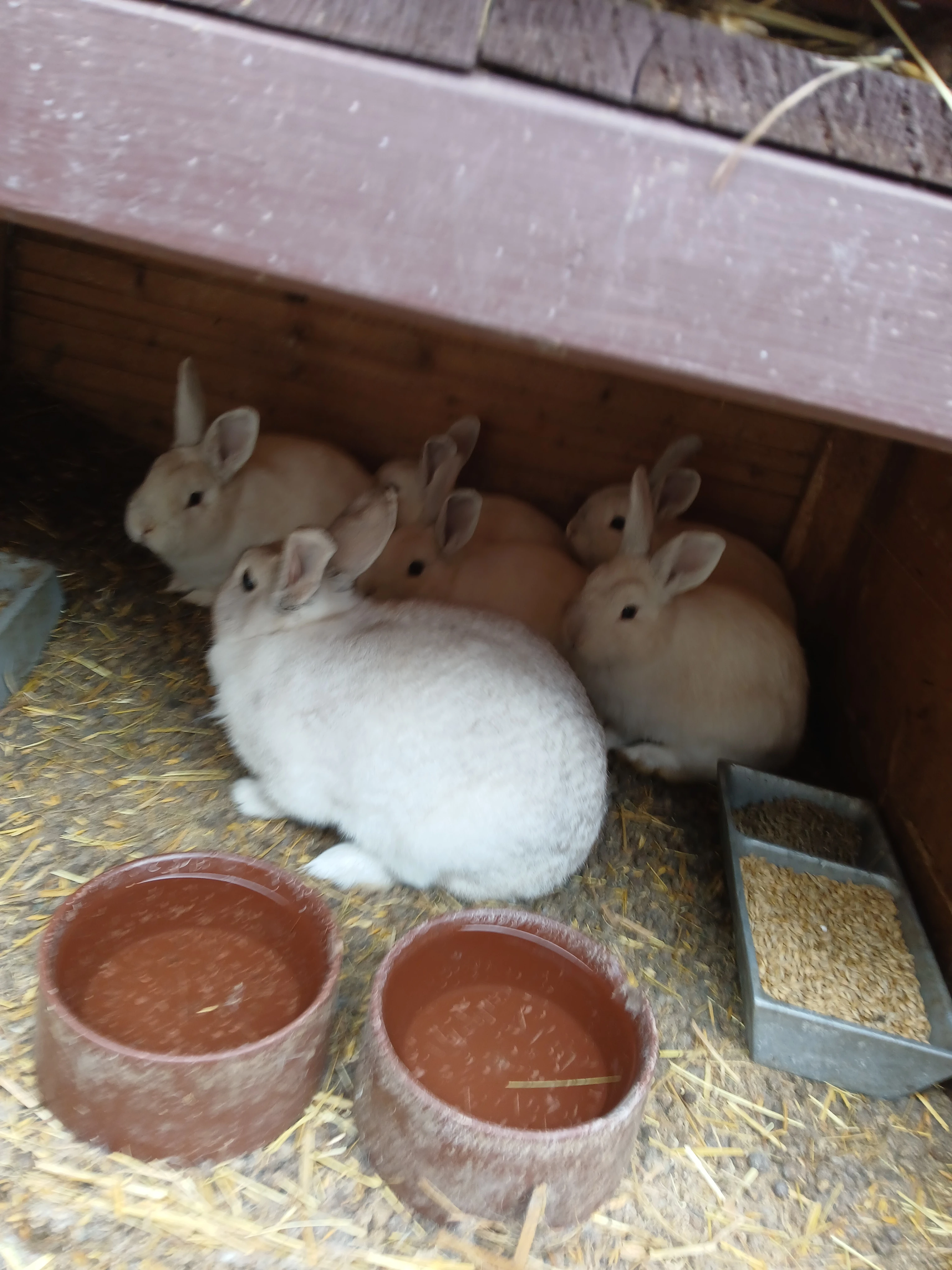 Prodám králíky Ččp