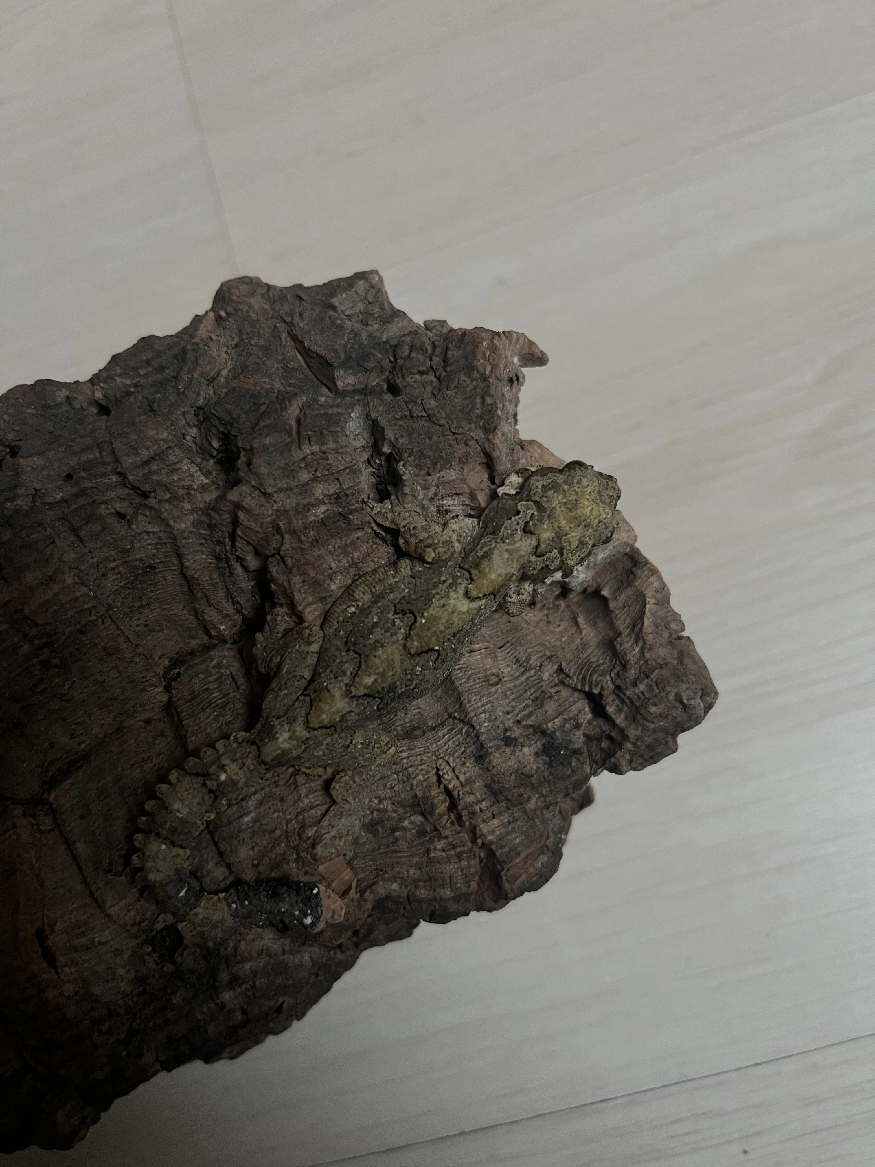 Ptychozoon kuhli 2.0 CB 2024