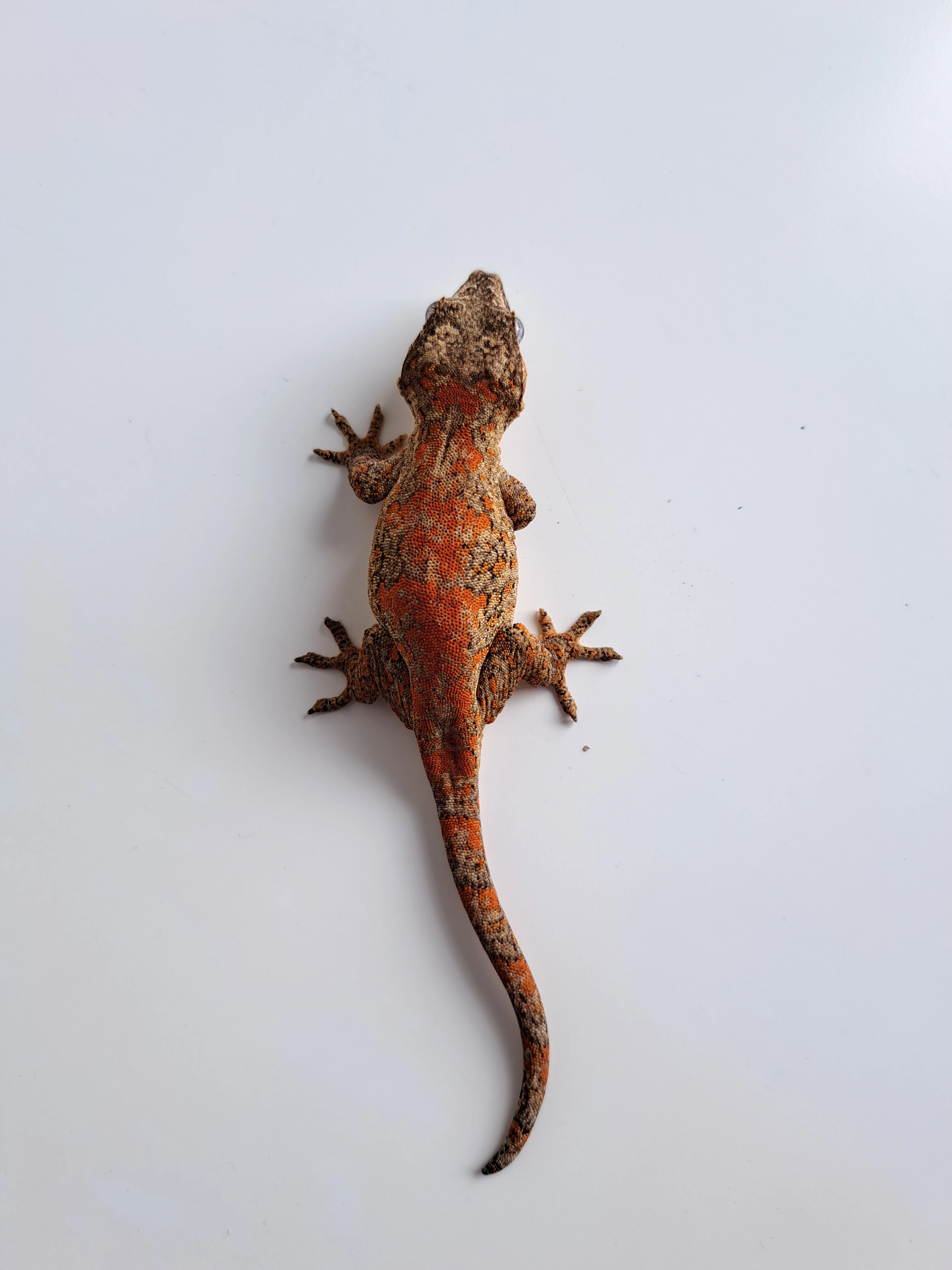 Rhacodactylus auriculatus