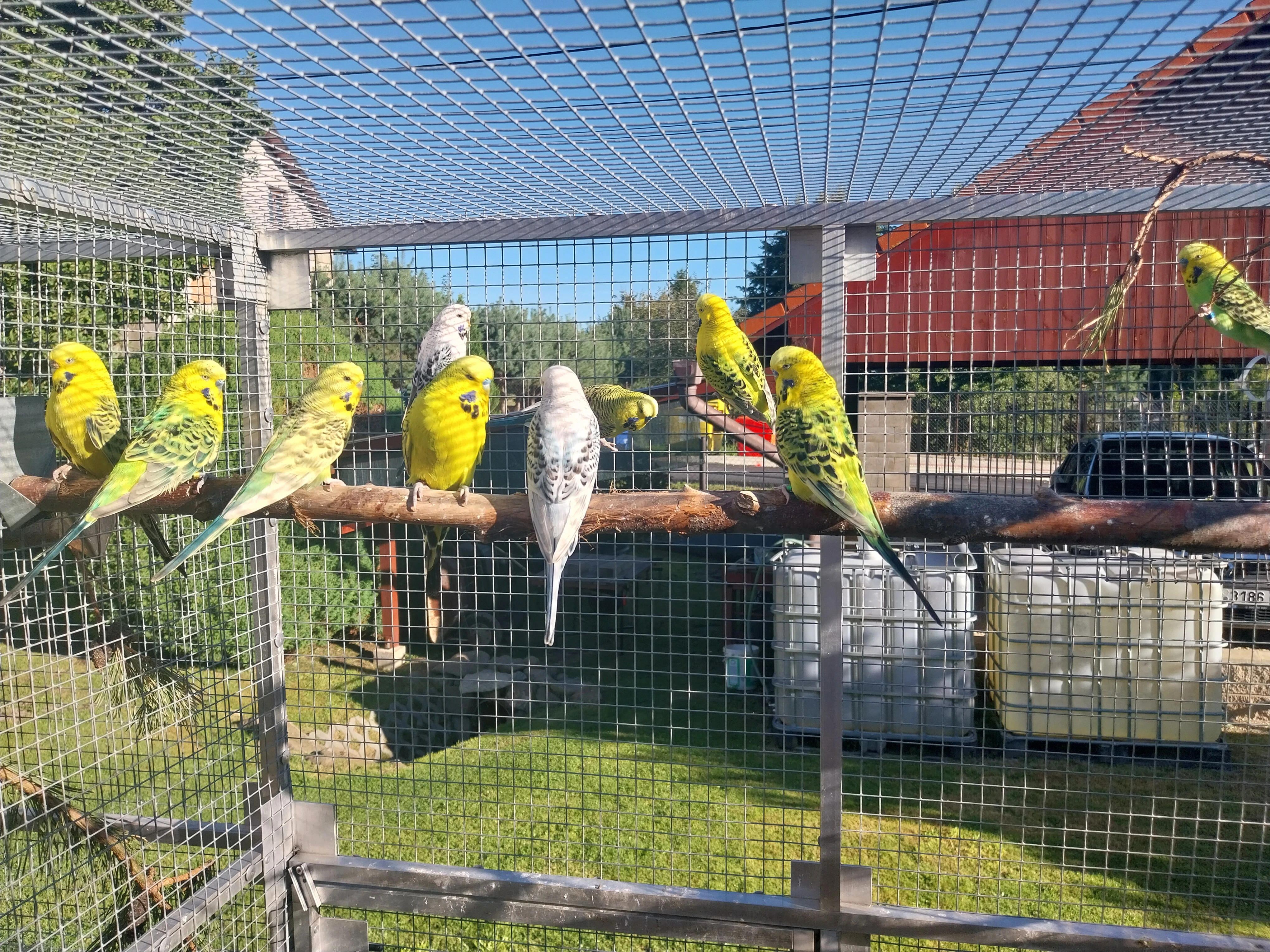 Prodám letošní kroužkované andulky TCB (Texas clearbody)
