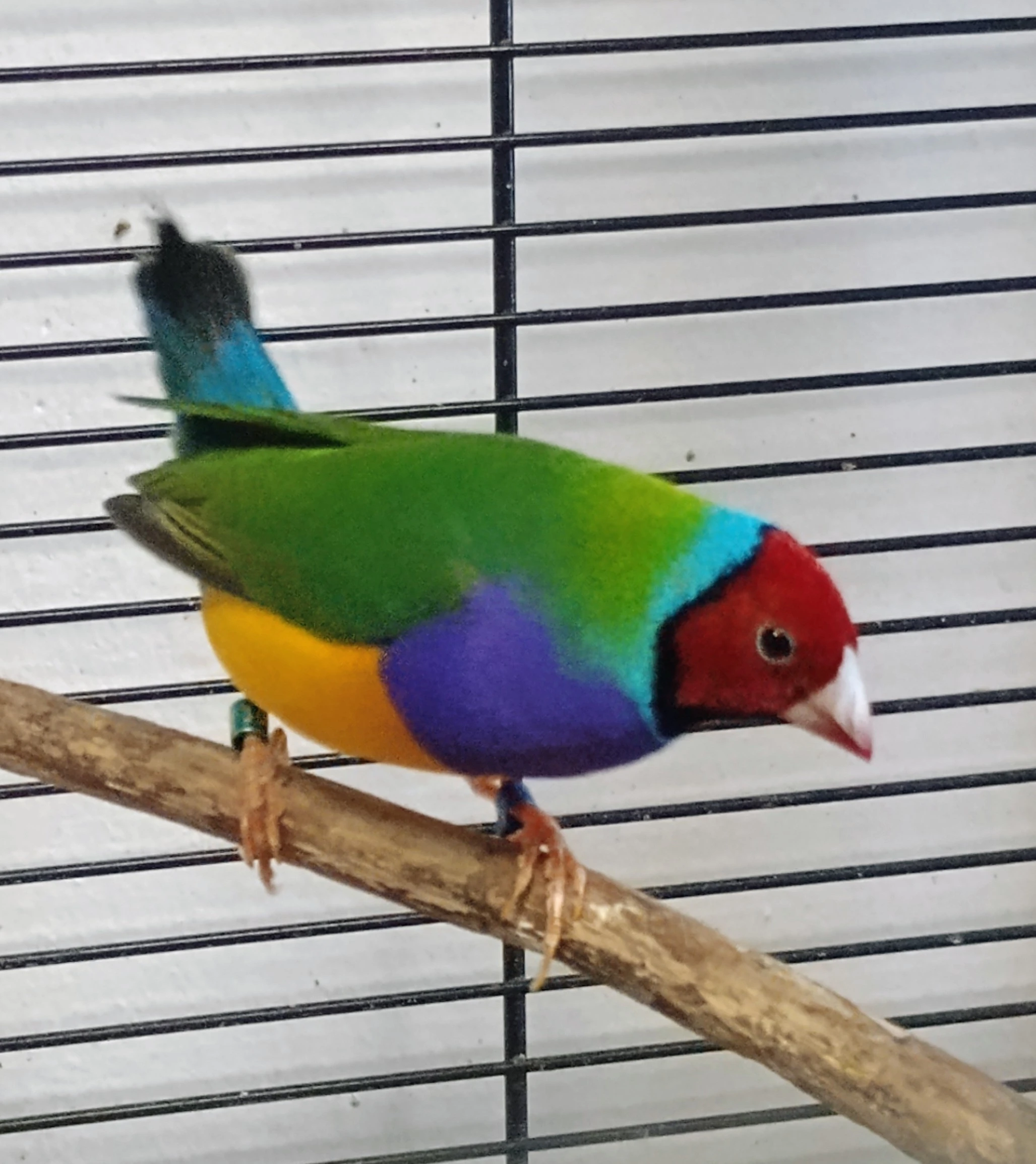 Koupím samičku Amadiny gouldové.