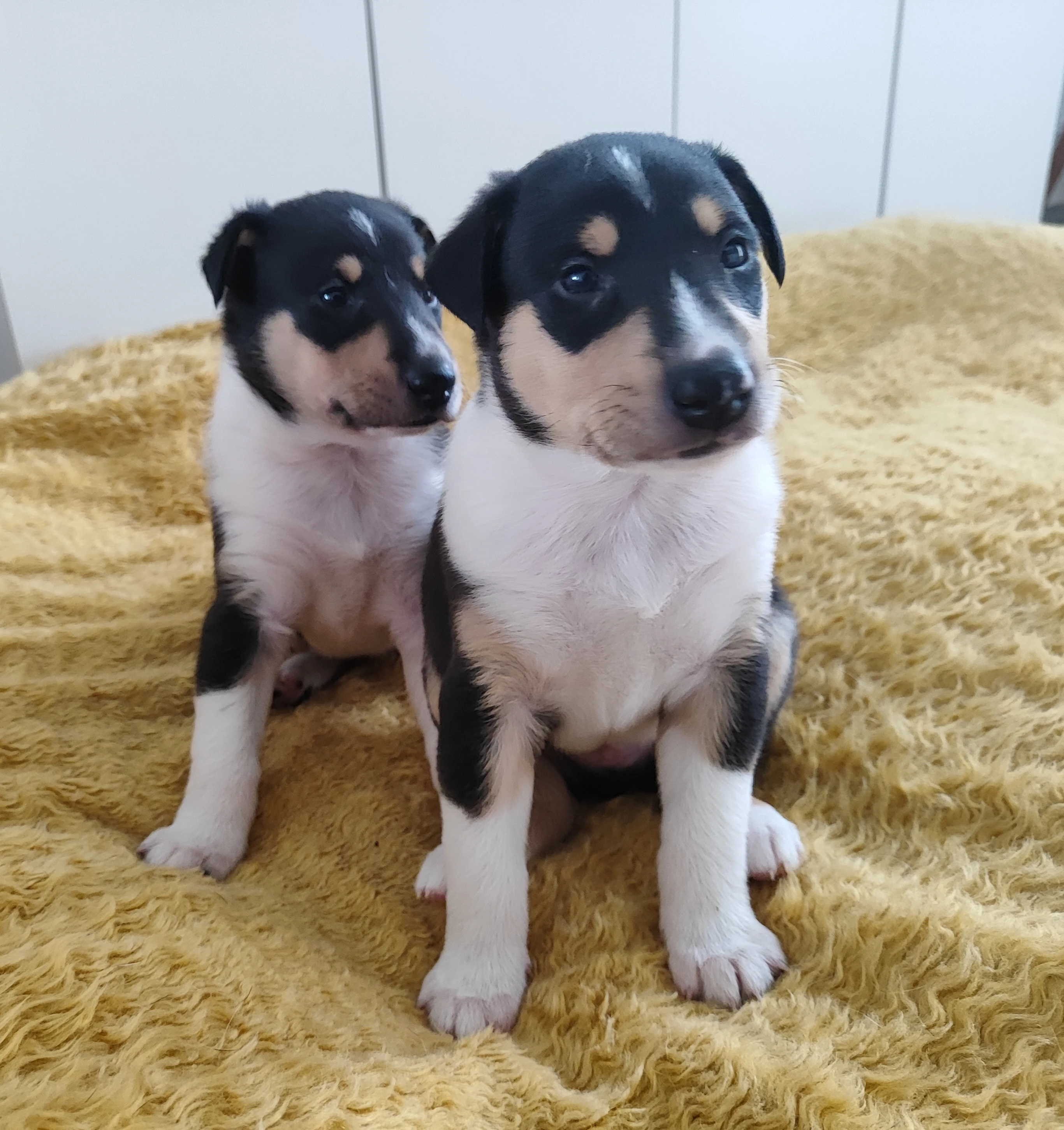 Kólie krátkosrstá