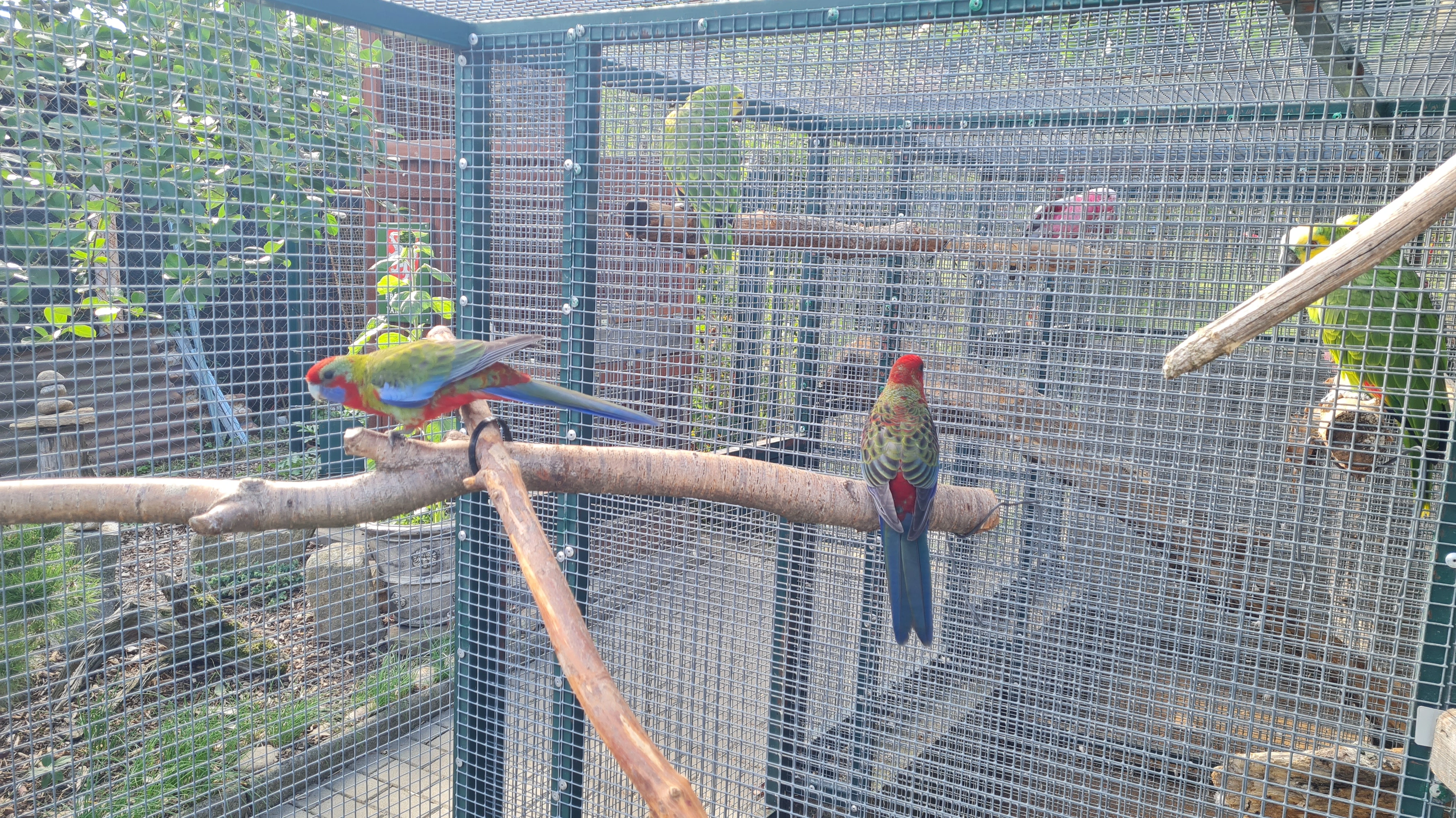 Rosela Pennantova přírodní