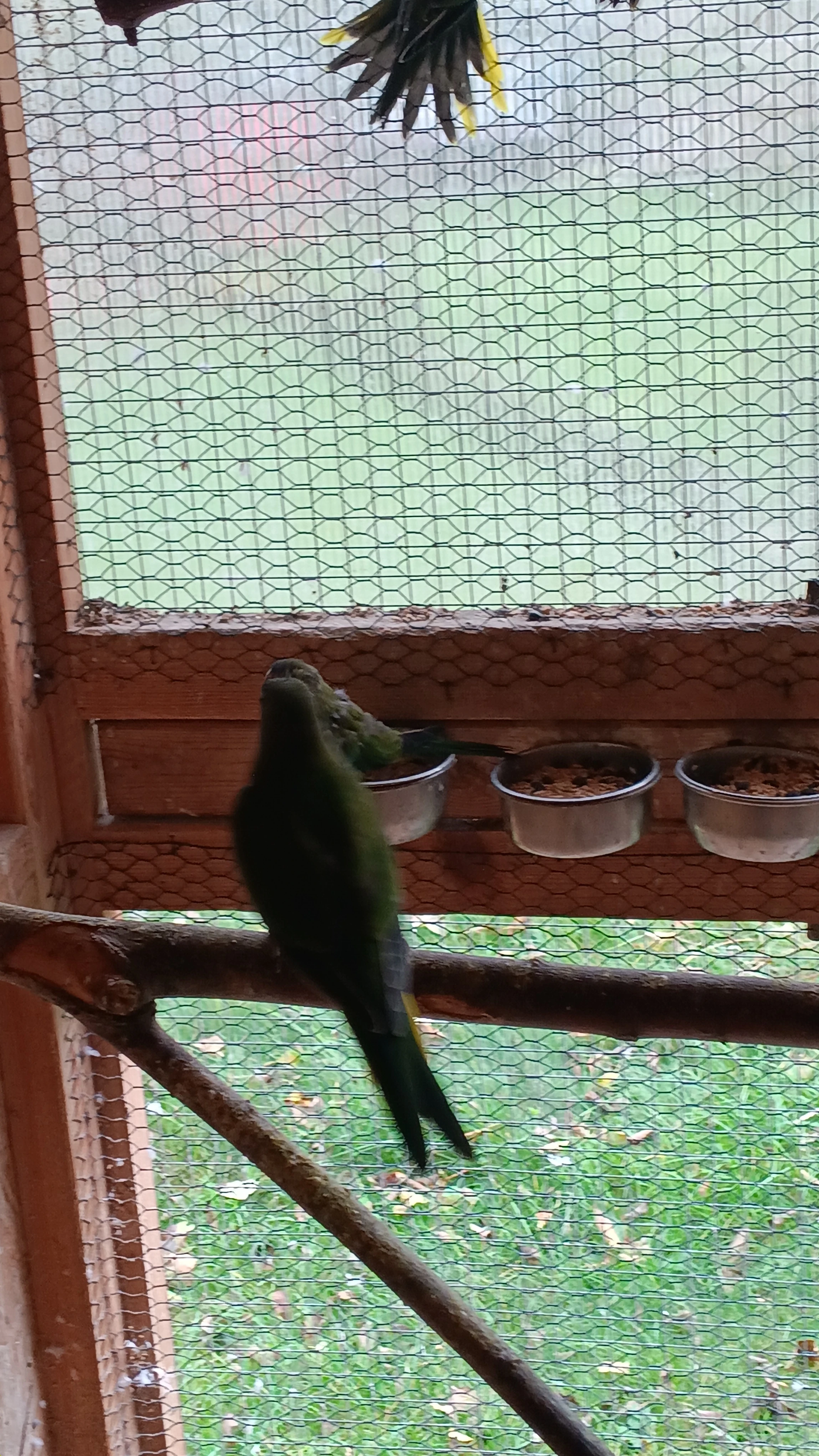 Prodám letošní neofémy modrohlavé