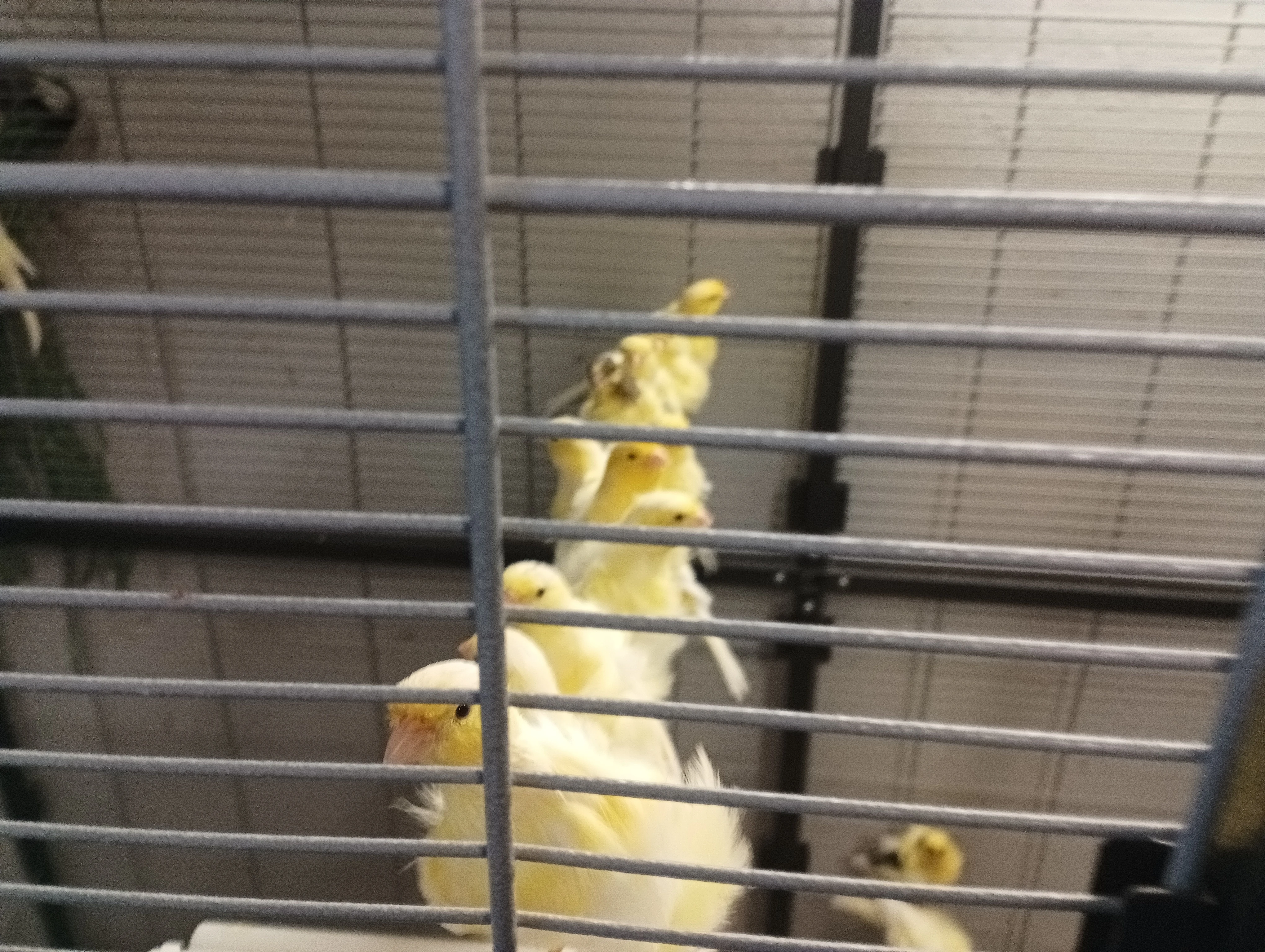 Prodám odchov Severní Holanďan letošní odchov , kroužek 25