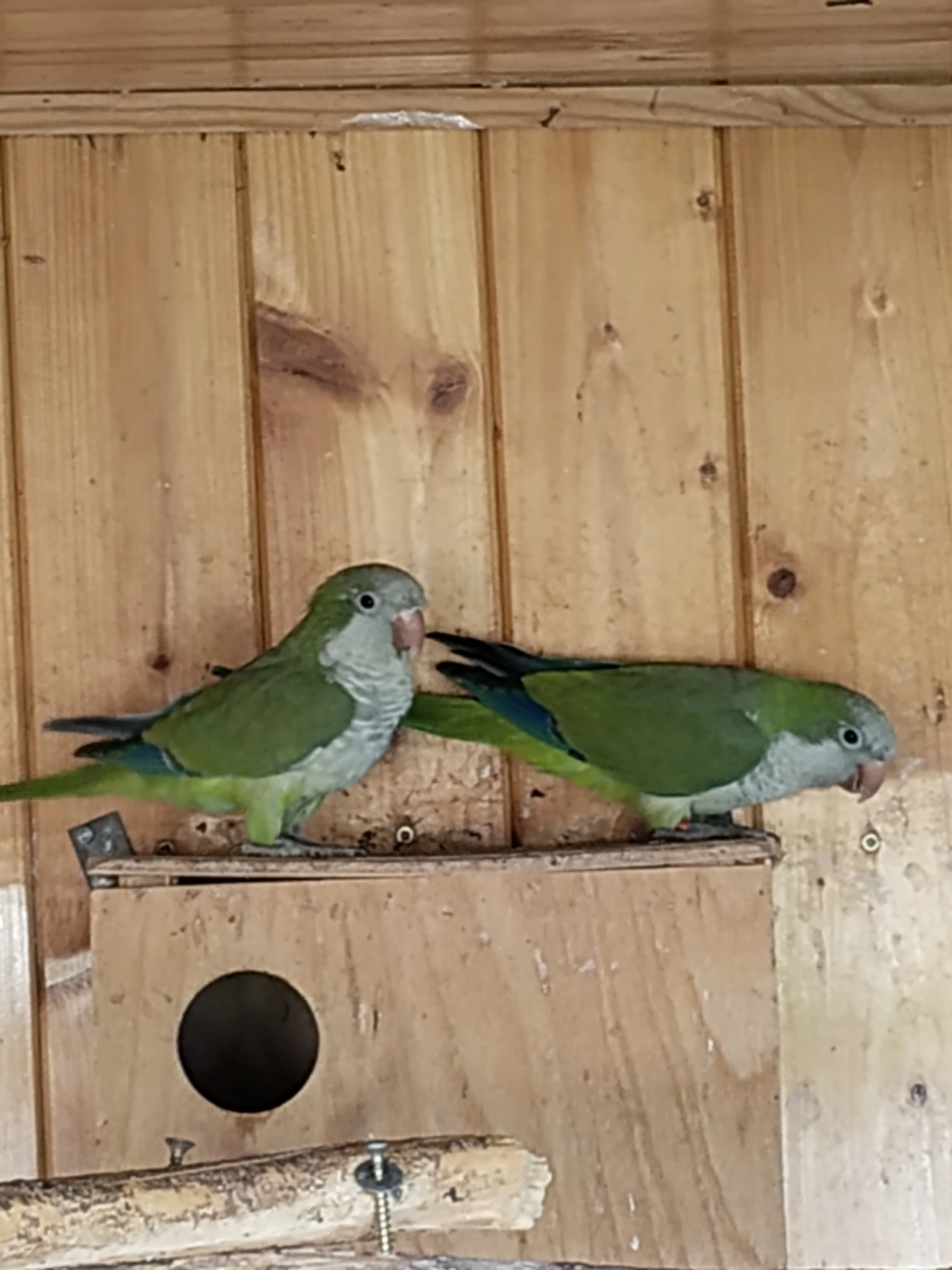 Alexandr  maly, míšek šedý