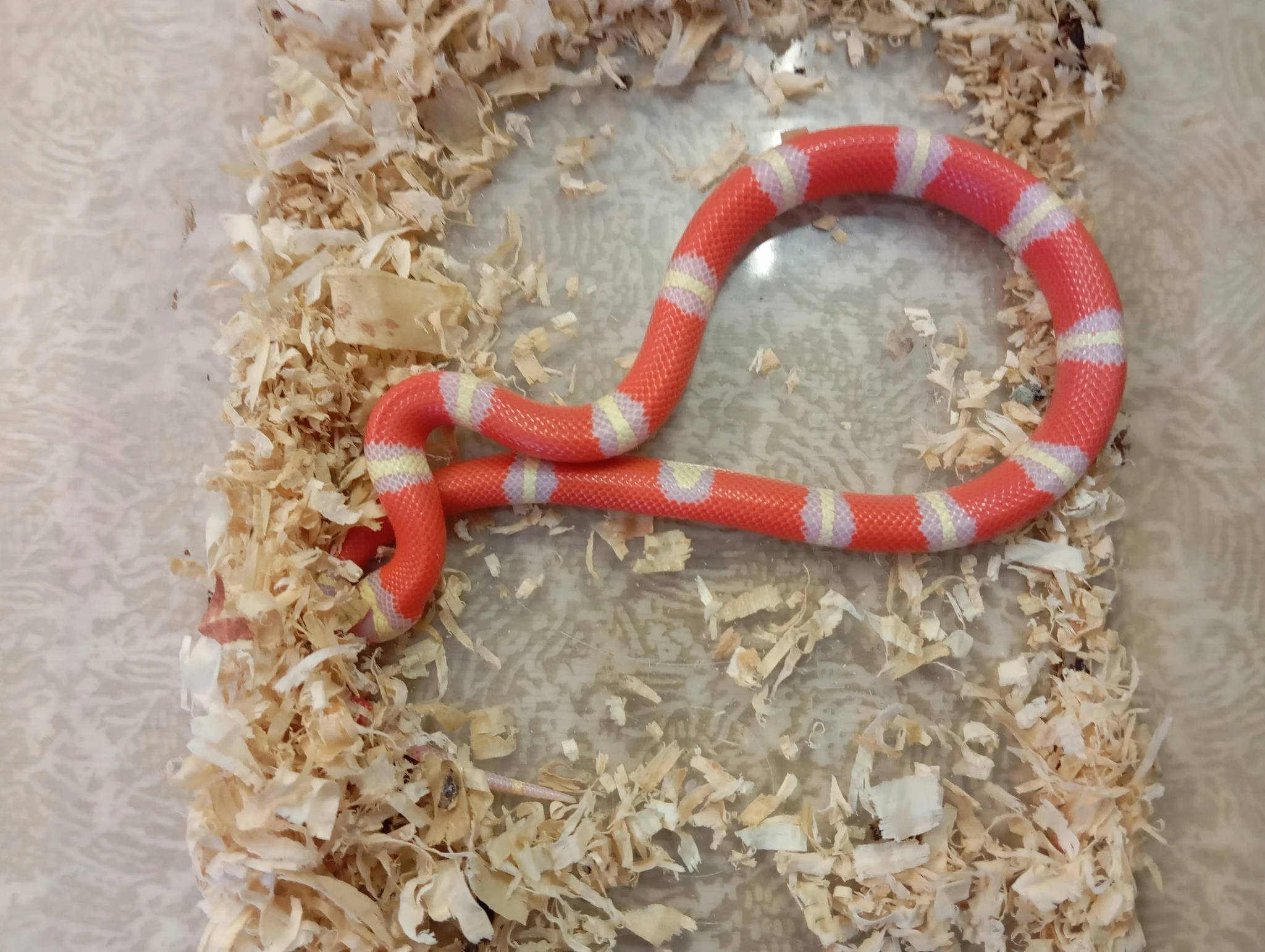 Pár L nelsoni Albino aberrant NZ 7/25