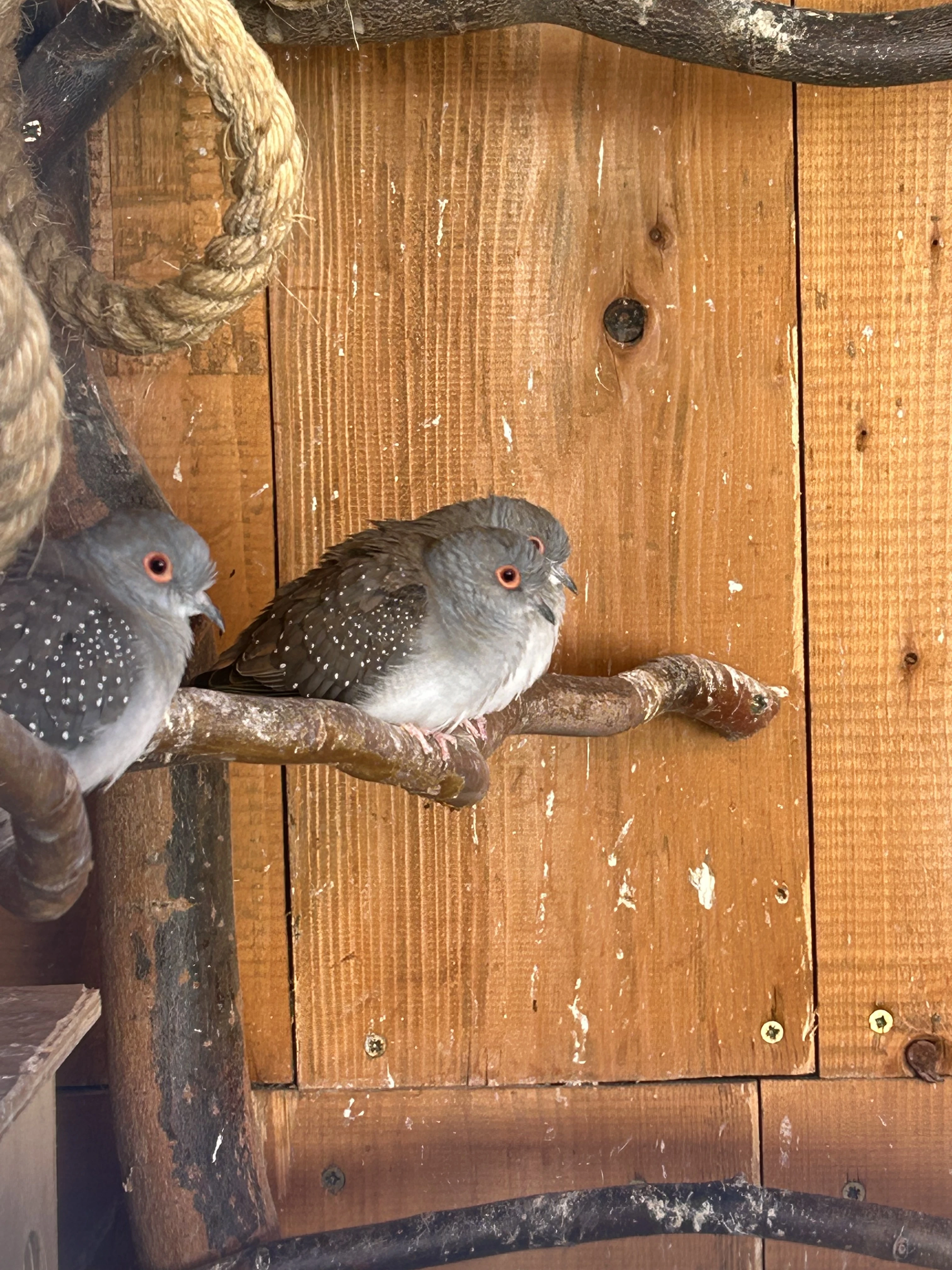 Holoubek diamantový